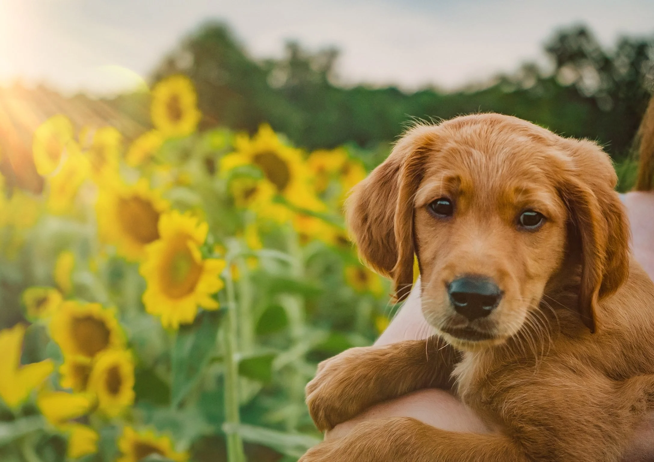 A golden retriever puppy being held outside near a sunflower field during sunset.