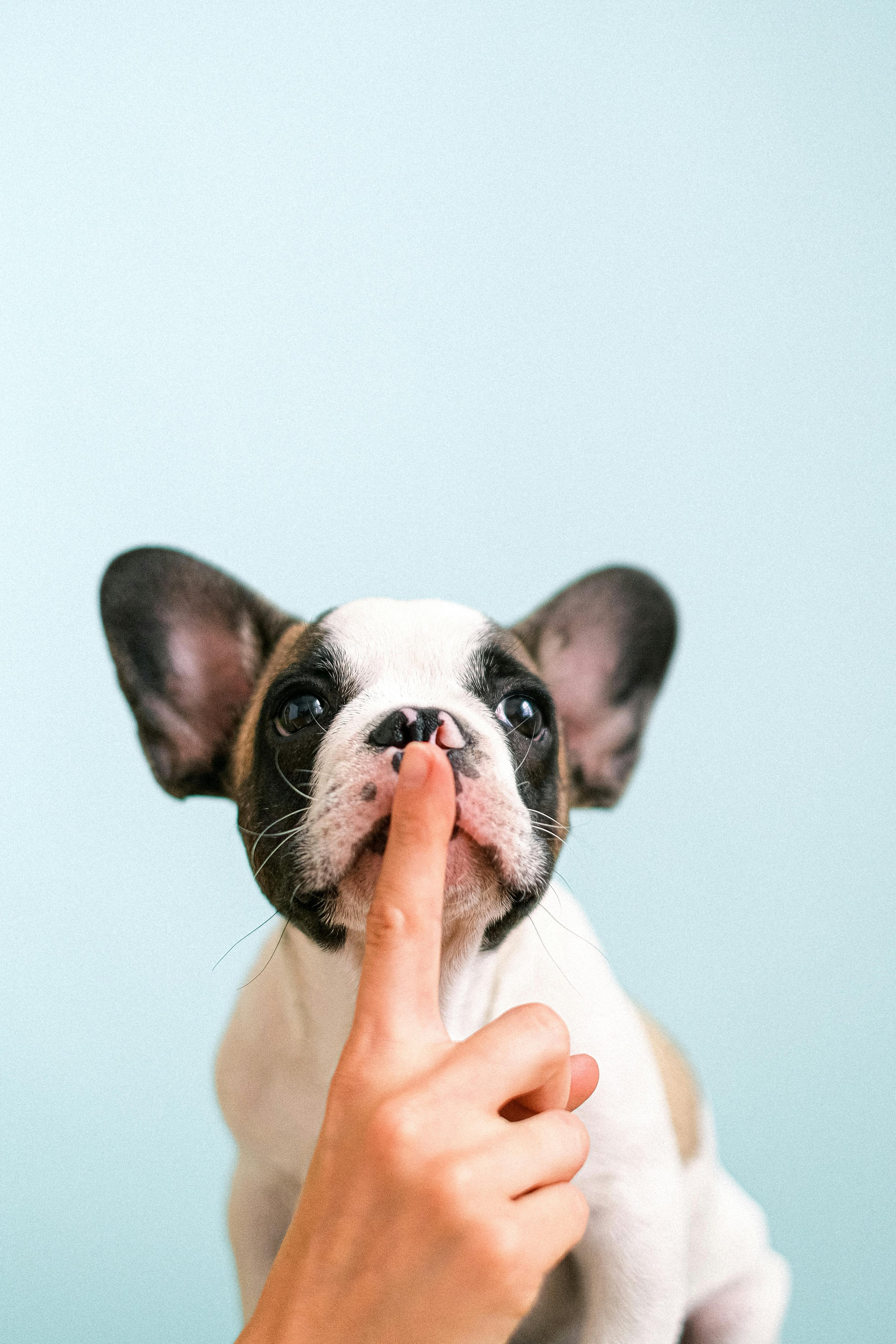 Close-up of a French Bulldog puppy with a person's finger gently pressing on its nose against a light blue background.