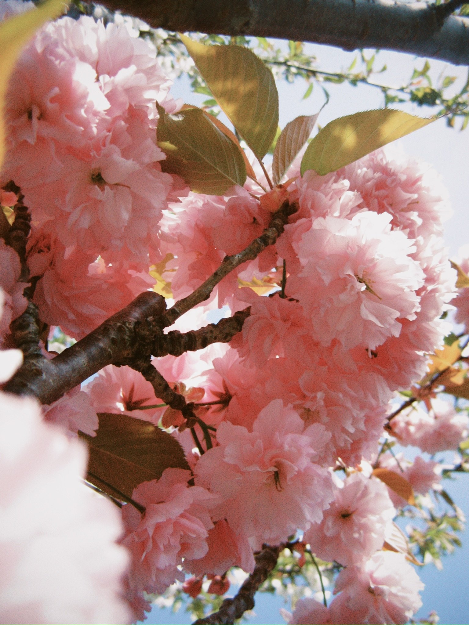 0D1F99EA-0631-4BAE-A278-EC80D3605073_1_102_o.jpeg