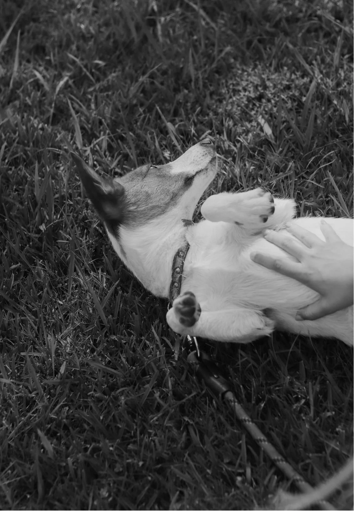 A dog lying on its back in the grass, being petted by a person.