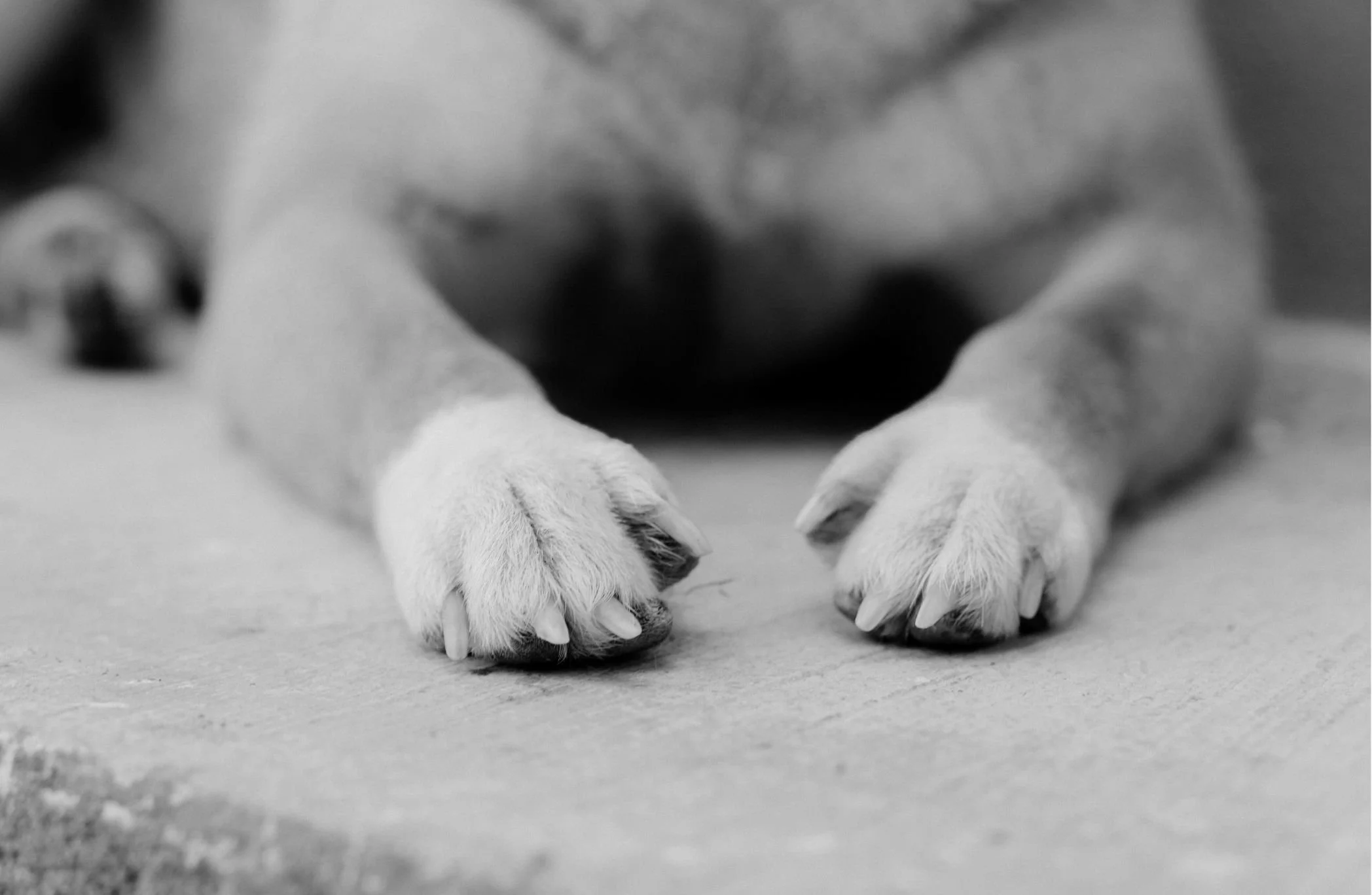A black and white close-up image of a puppy's paws on a surface, with the puppy's face partially visible in the background.