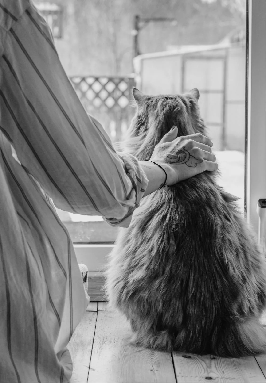 Person petting a large, fluffy cat while sitting by a window, with a fenced outdoor area visible outside.