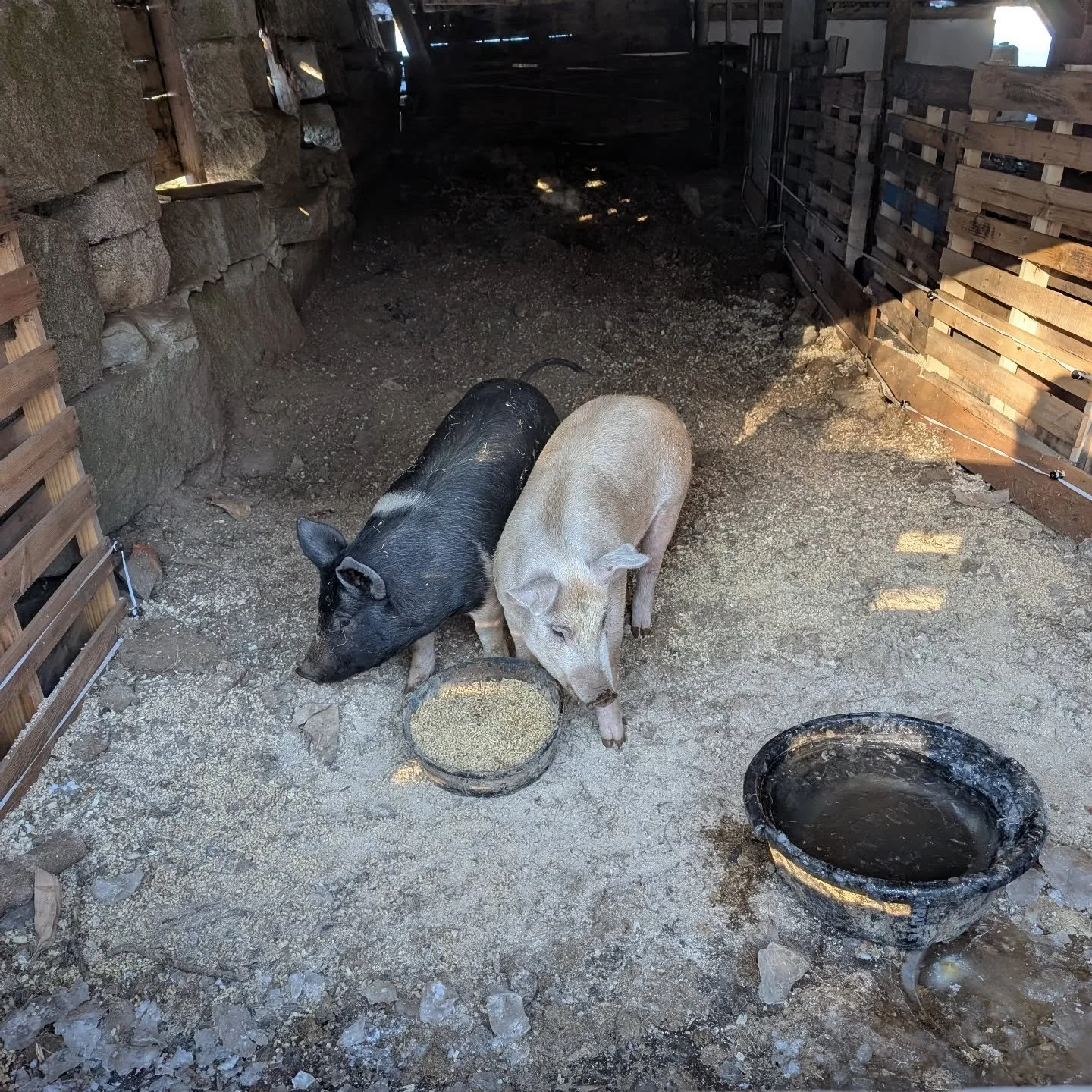 Good morning from Percy and Oreo on this -10&deg;F day!