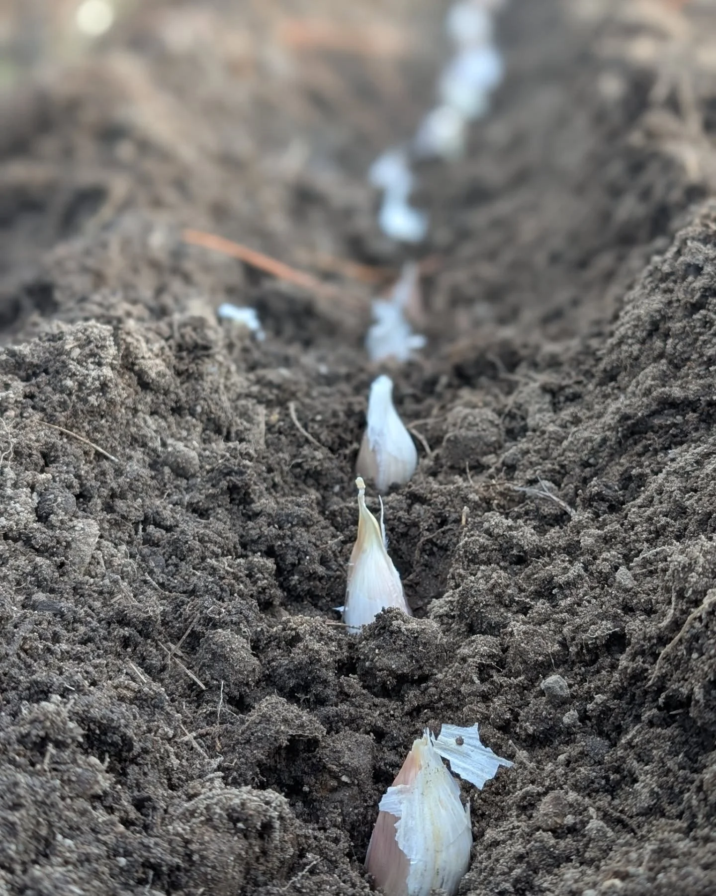 Tucked away so much garlic today! Honestly, I do it for the scapes!! Last weekend we put in tulips and narcissus - gorgeous colors and varieties from a favorite farmer. 

Love love love fall planting. Something about coming back inside dirty with bur