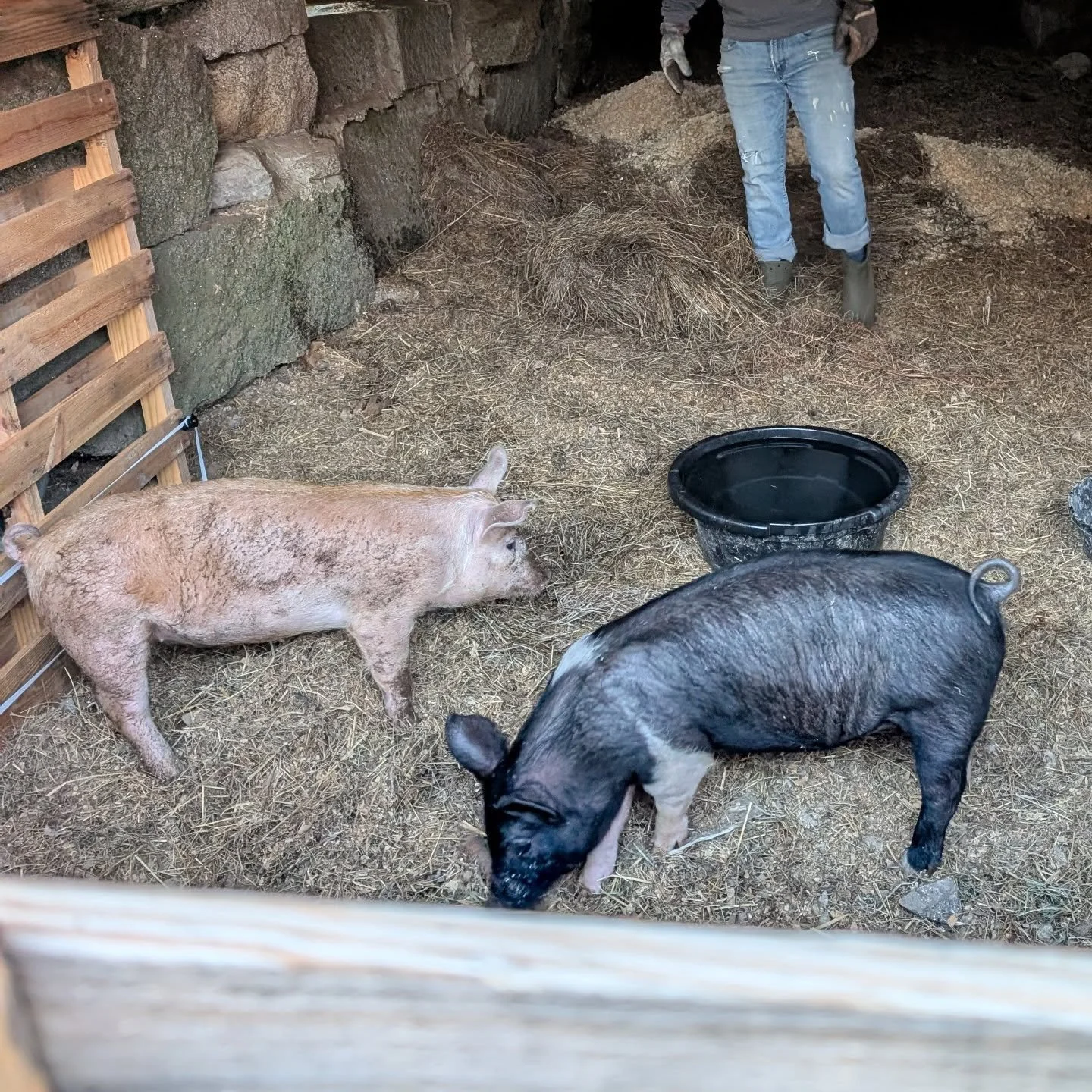 A couple new friends on the farm this fall and winter! Coming to a market near you this spring. 💚