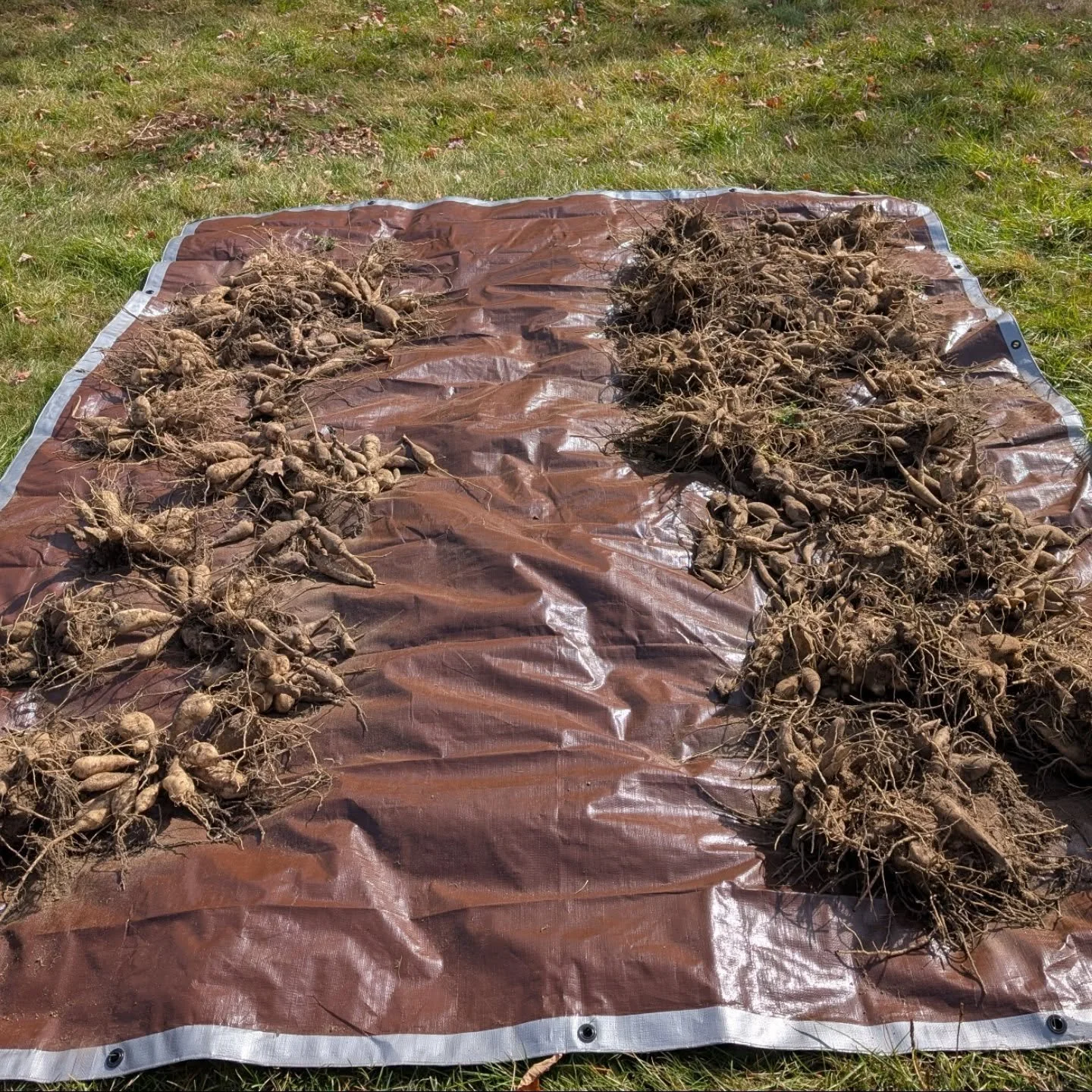 Dahlia tubers dug, sorted, and rinsed. Dinner plate varieties on the left, ball type varieties on the right.

The tubers were unusually "stuck" and difficult to pull out this year, and perhaps look a bit "rooty-er" than normal. My
