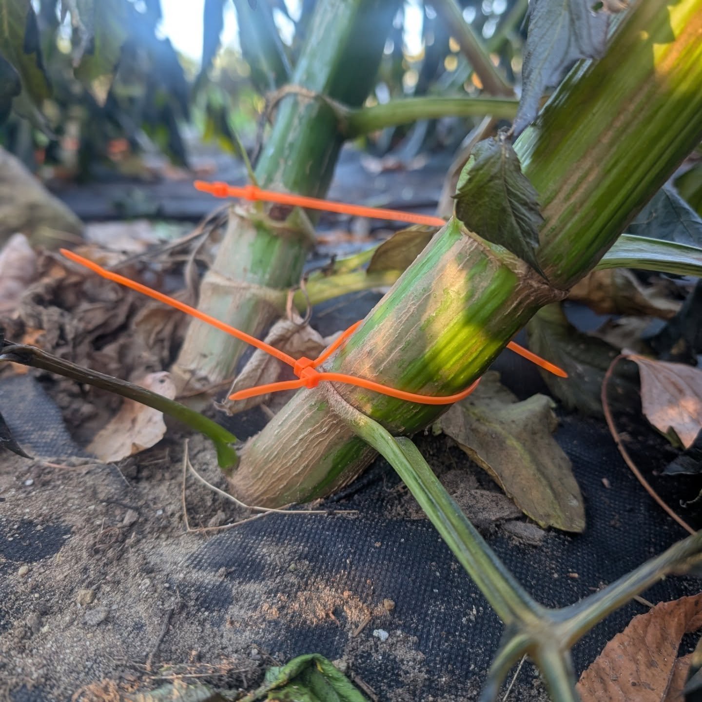 Early, frosty morning tuber IDing! Really this should have been done before the frost because the pigment leaves the flowers VERY quickly making it difficult to tell similar species apart.🍂❄️
That being said, if tuber storage goes well this winter, 