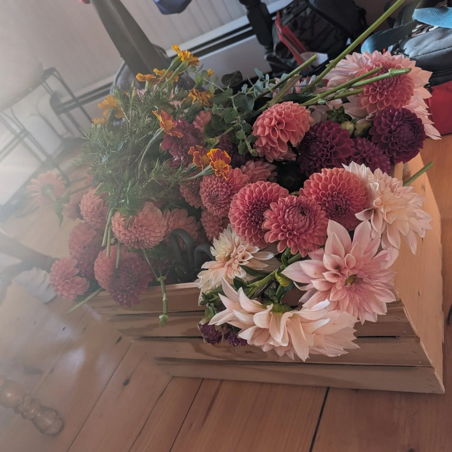 These gorgeous sun draped blooms made their way to @dgflowerstudio today! Stop in to grab some for yourself! 

I'll likely have one more solid cutting of flowers before the frost hits. ❄️ Anyone want to stake their claims?!

Our farm seems to have th