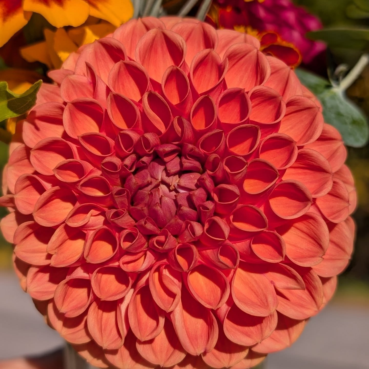 And then there is cornel bronze. Almost identical shape and size to Cornel, just it's rusty colored cousin. The two together are stunning!