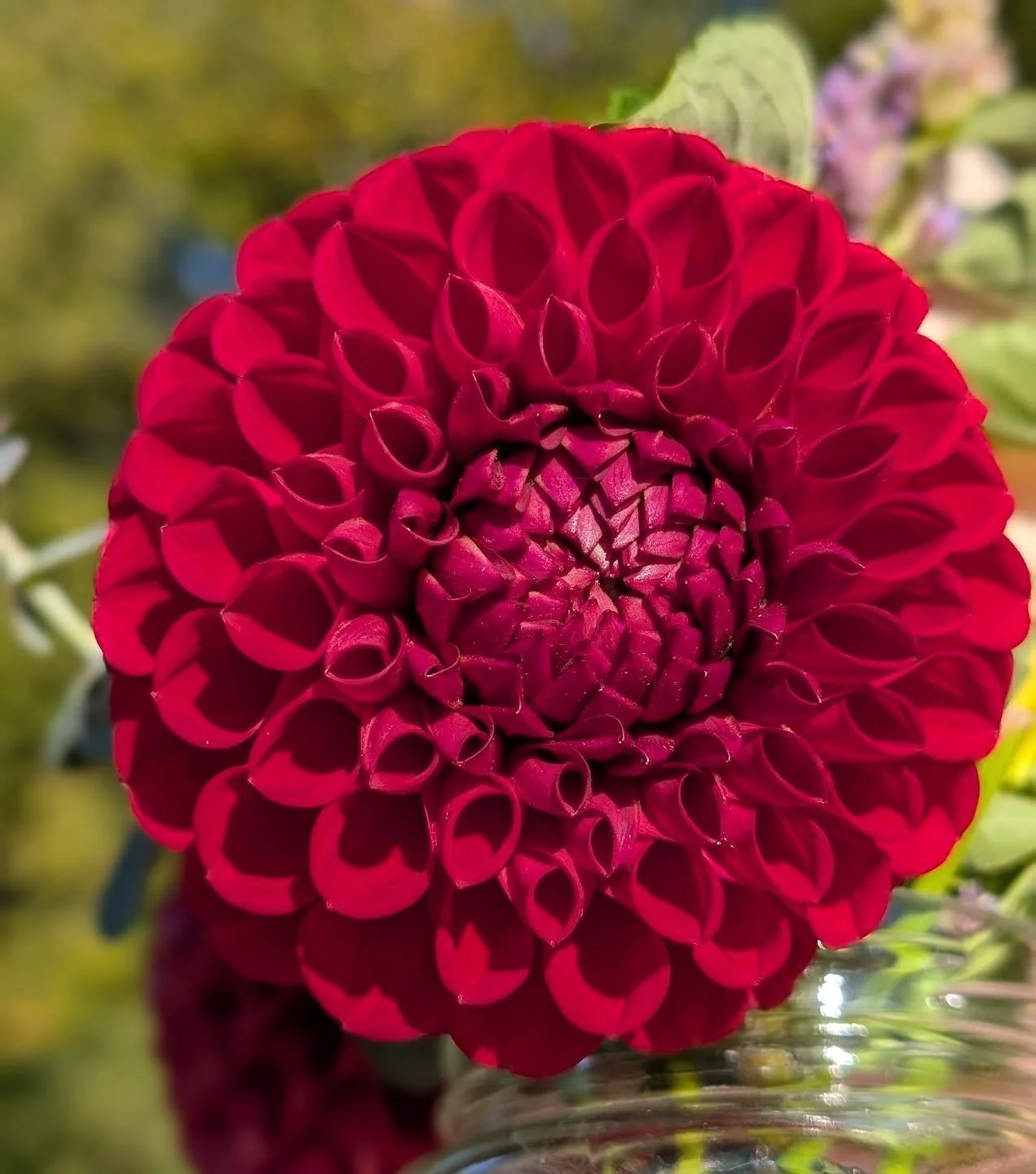 Cornel is one of my absolute favorites. It ranges from a bright to deep maroon and looks absolutely gorgeous against greenery. It is a ball shape flower and each plant is very prolific... Many, many blooms per plant! 💓