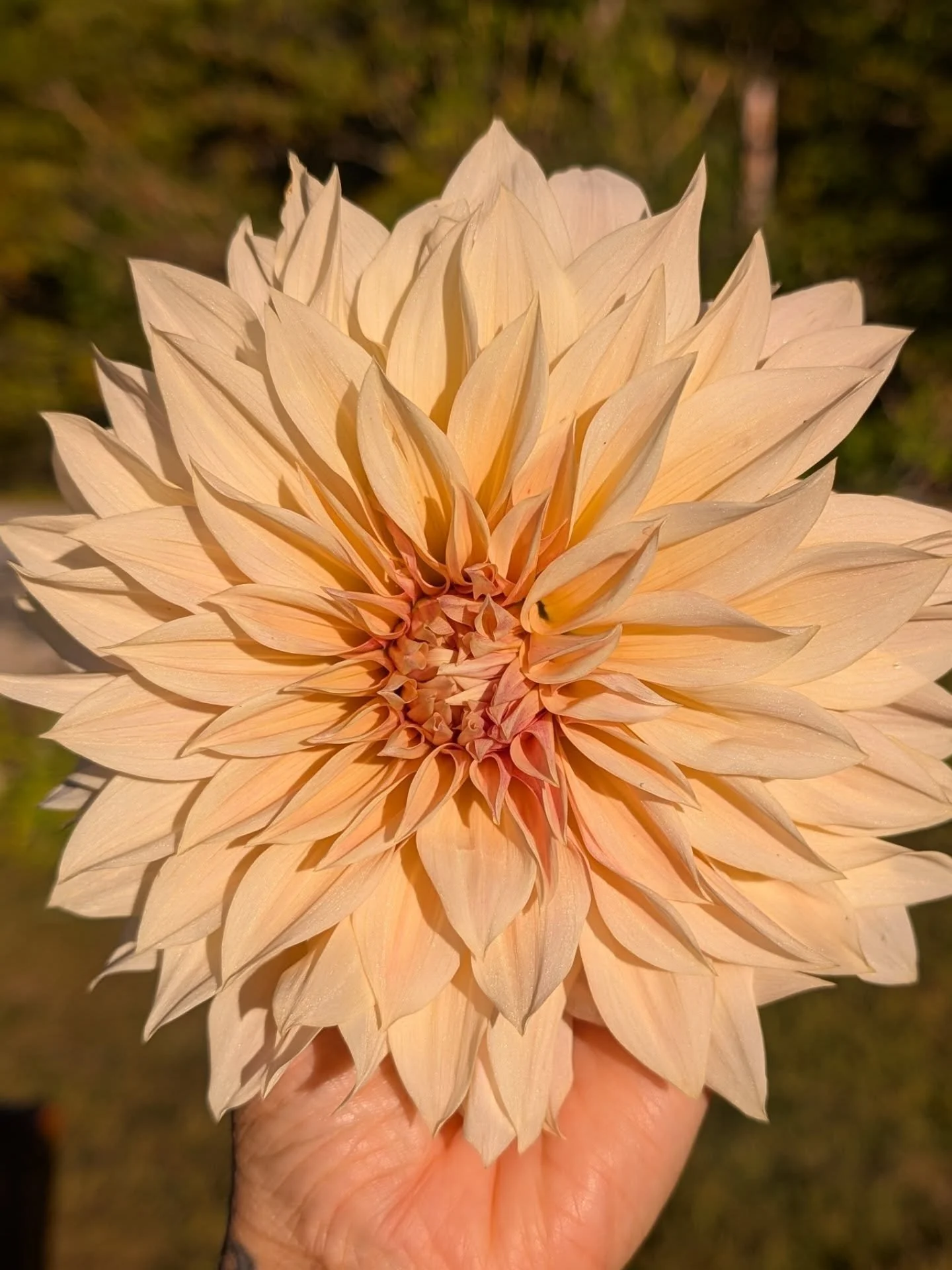 Cafe au lait is the variety that made me fall in love with dahlias! They are a dinner plate variety that tends to bloom later in the season. These two flowers are from the same plant! Each flower can vary from a peachy/cream color to a light pinky/pu