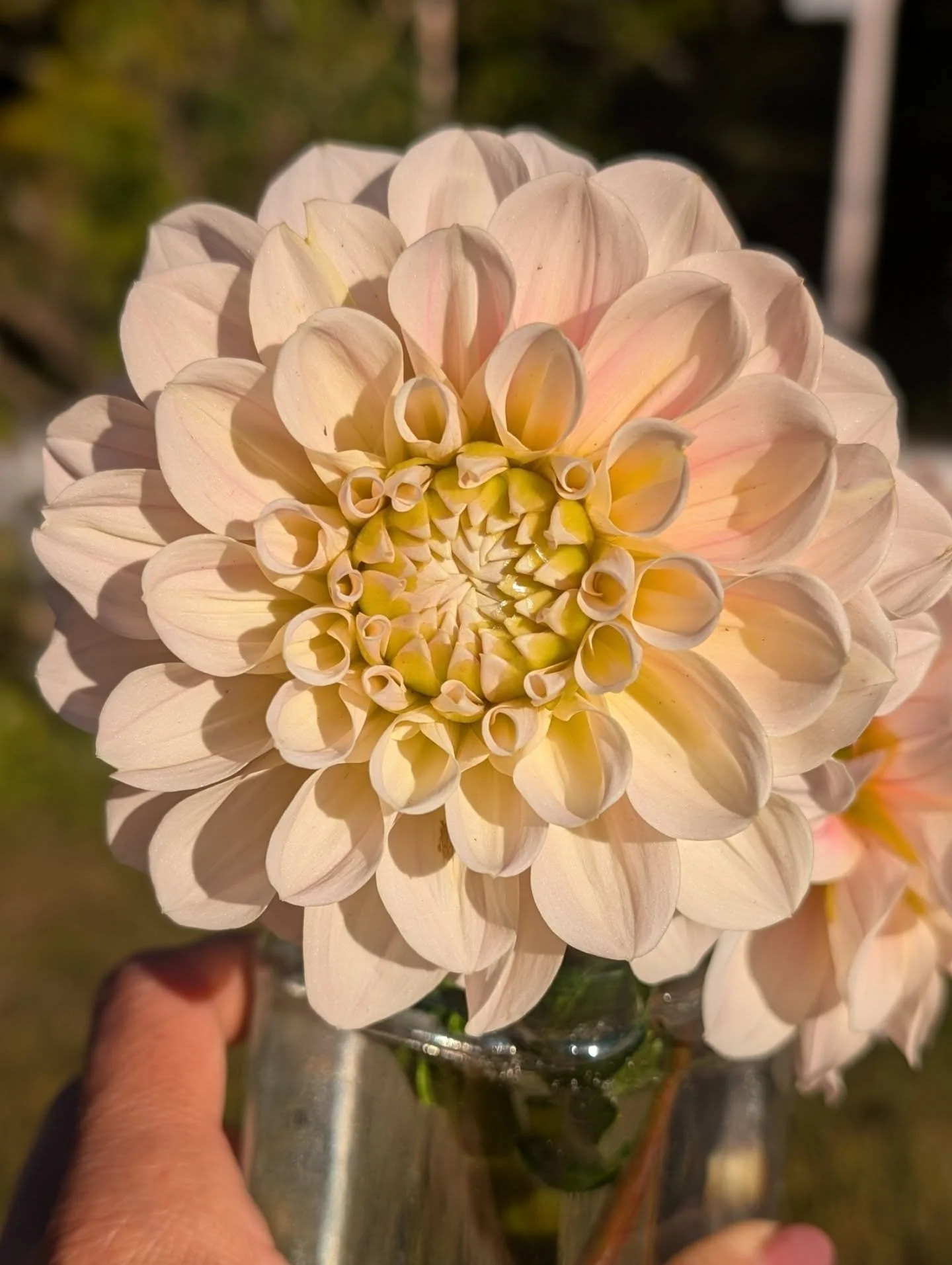 Sweet Natalie is one of my favorite dahlias with its softly rounded petals. Creamy neutral with a hush of pink is my favorite color!