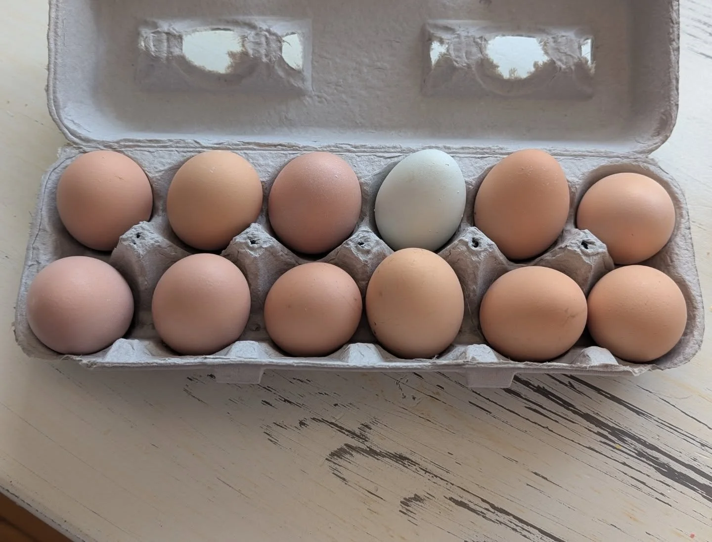 Our hens are regularly laying again after a little break! Let us know if you would like some! We sell the large eggs for $5. We also have small sized bantam eggs that we can throw in for free. Plus, we have cute stickers on our cartons now. 🤣🥰

Alt