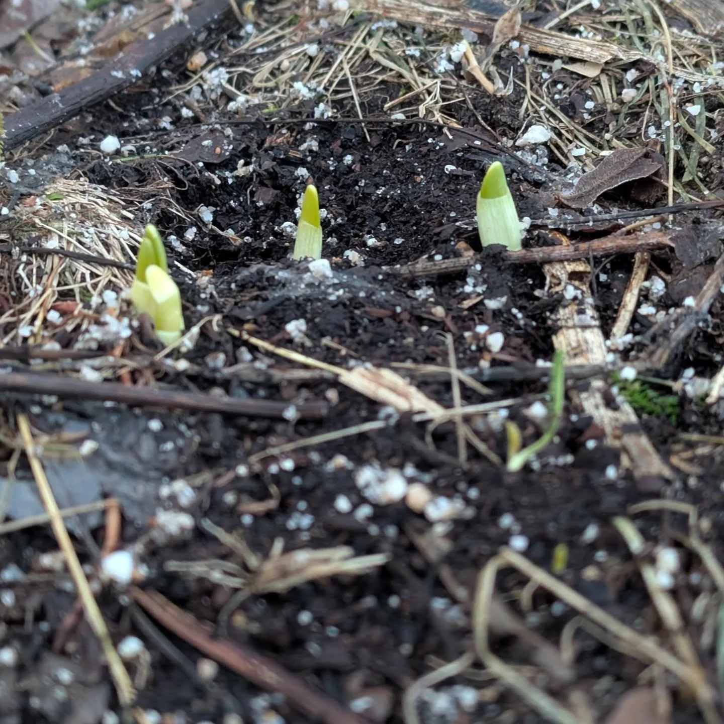 Ooooo Narcissus!! I have some gorgeous varieties popping up everywhere. Start tuned for some early spring blooms! 🌞