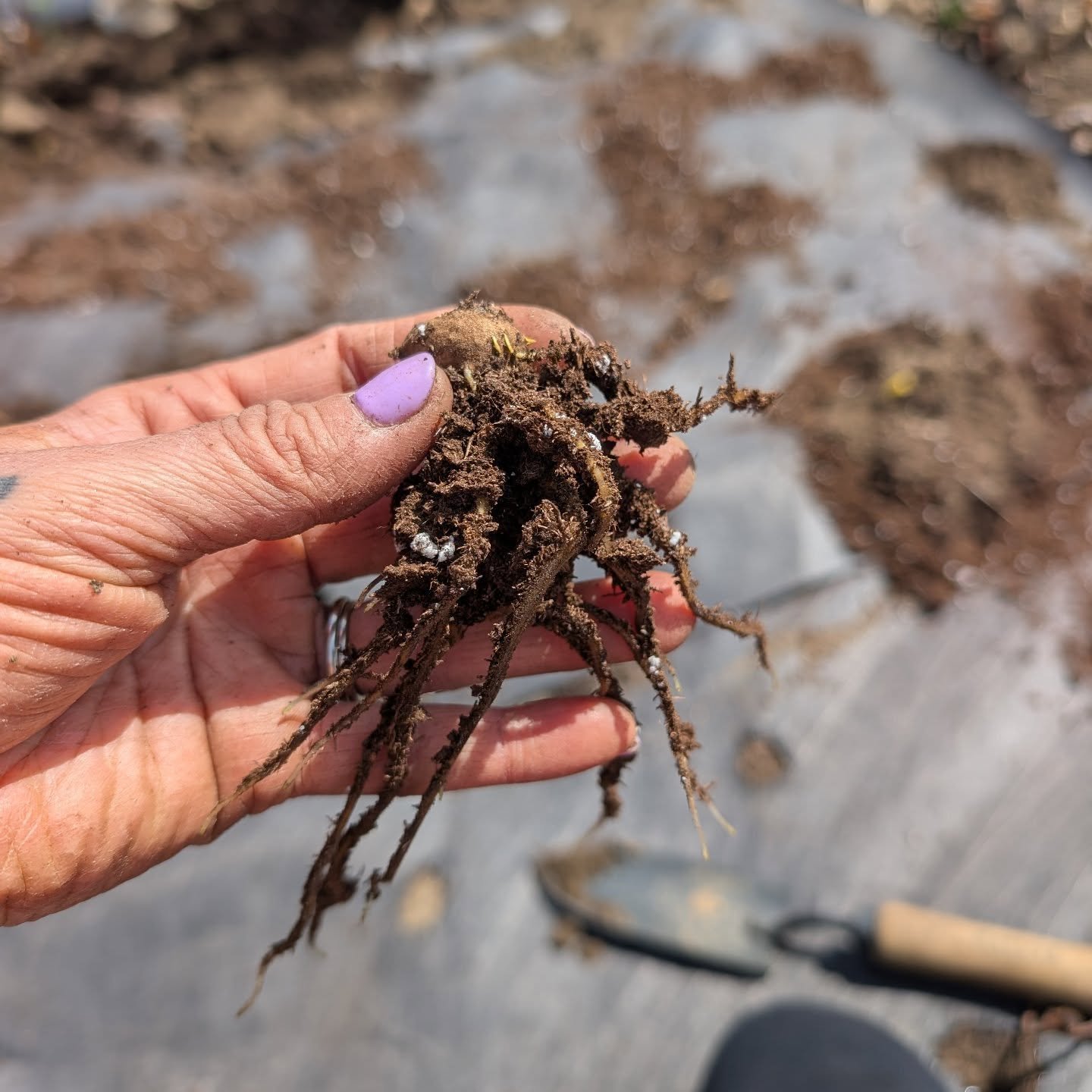 Planting out ranunculus and anemone corms today! They developed some great roots while hiding out in the dark basement. Weird little vampires! 😜