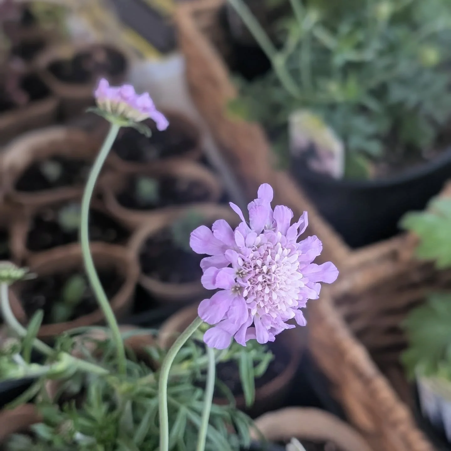 Early bloomers!! 🤩
#scabiosa