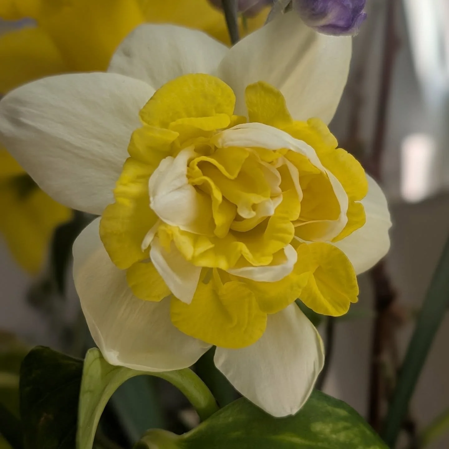 These gorgeous ruffly narcissus are finally blooming. Limited quantities!! ✨

Let me know if you'd like a small spring bouquet this week! $15 for a nice bunch with a little frill! 💃🌼 
(Not part of the spring CSA subscription. Those will start after