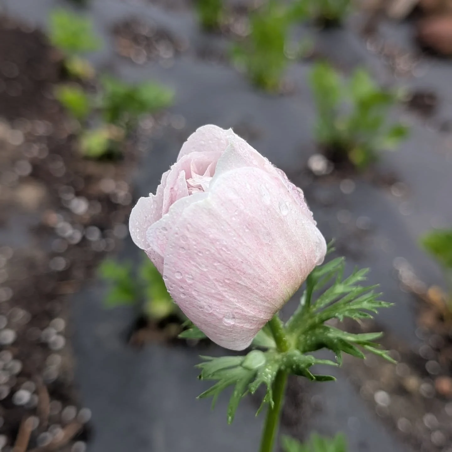 Perfection...loading!! 🌸

Grateful for the rain today. The gardens needed solid watering and the mosquitoes are fierce out there. 

Get ready for anemone and ranunculus spam. 😍