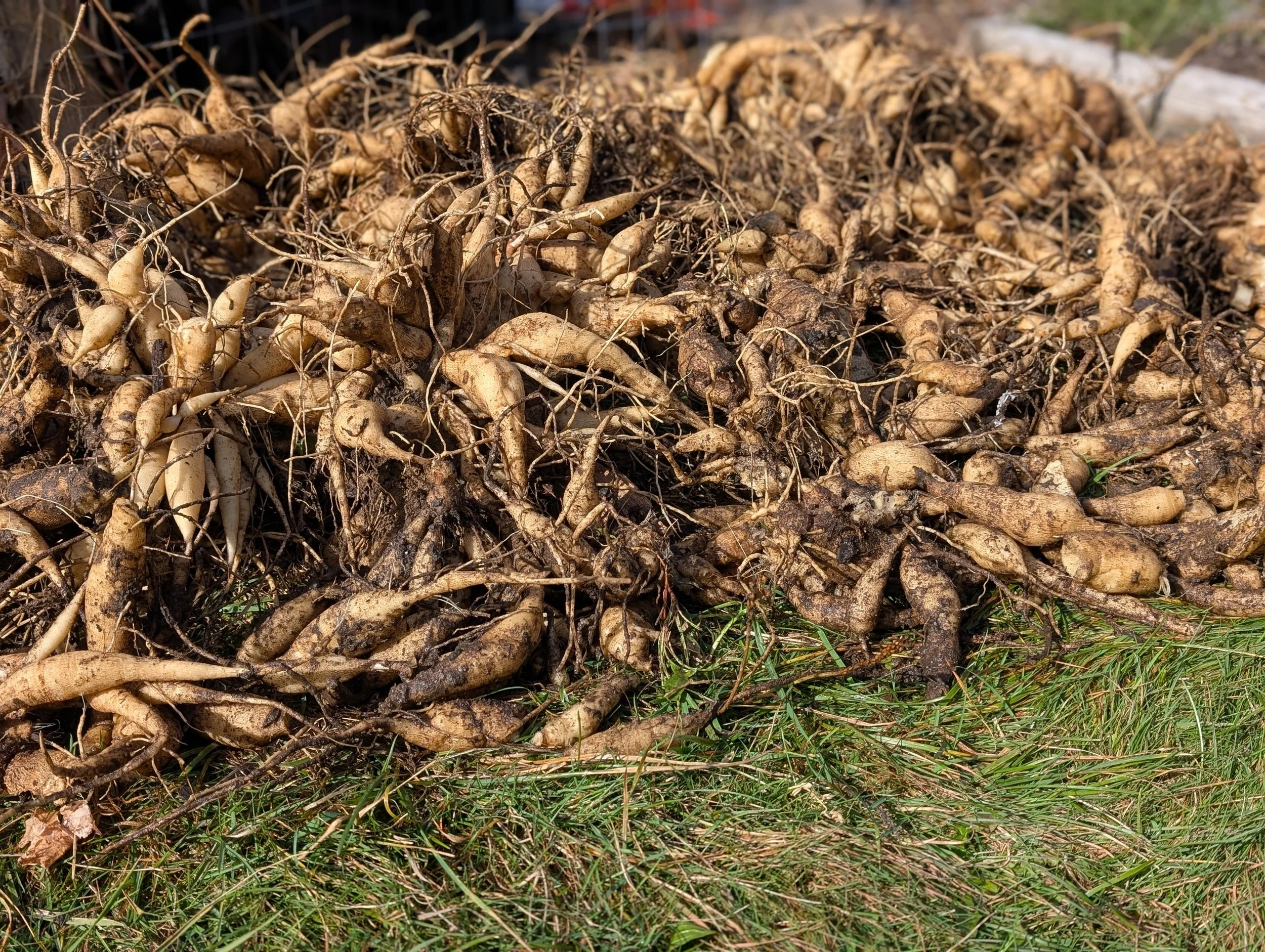 Pre-order dahlia tubers!