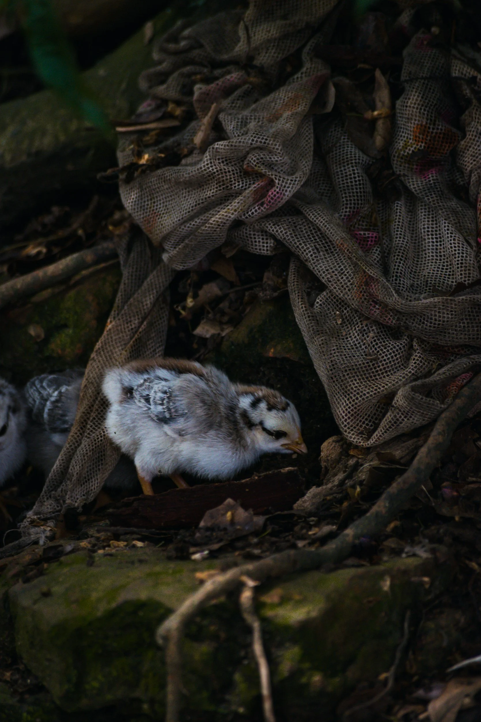 A baby bird in its nest