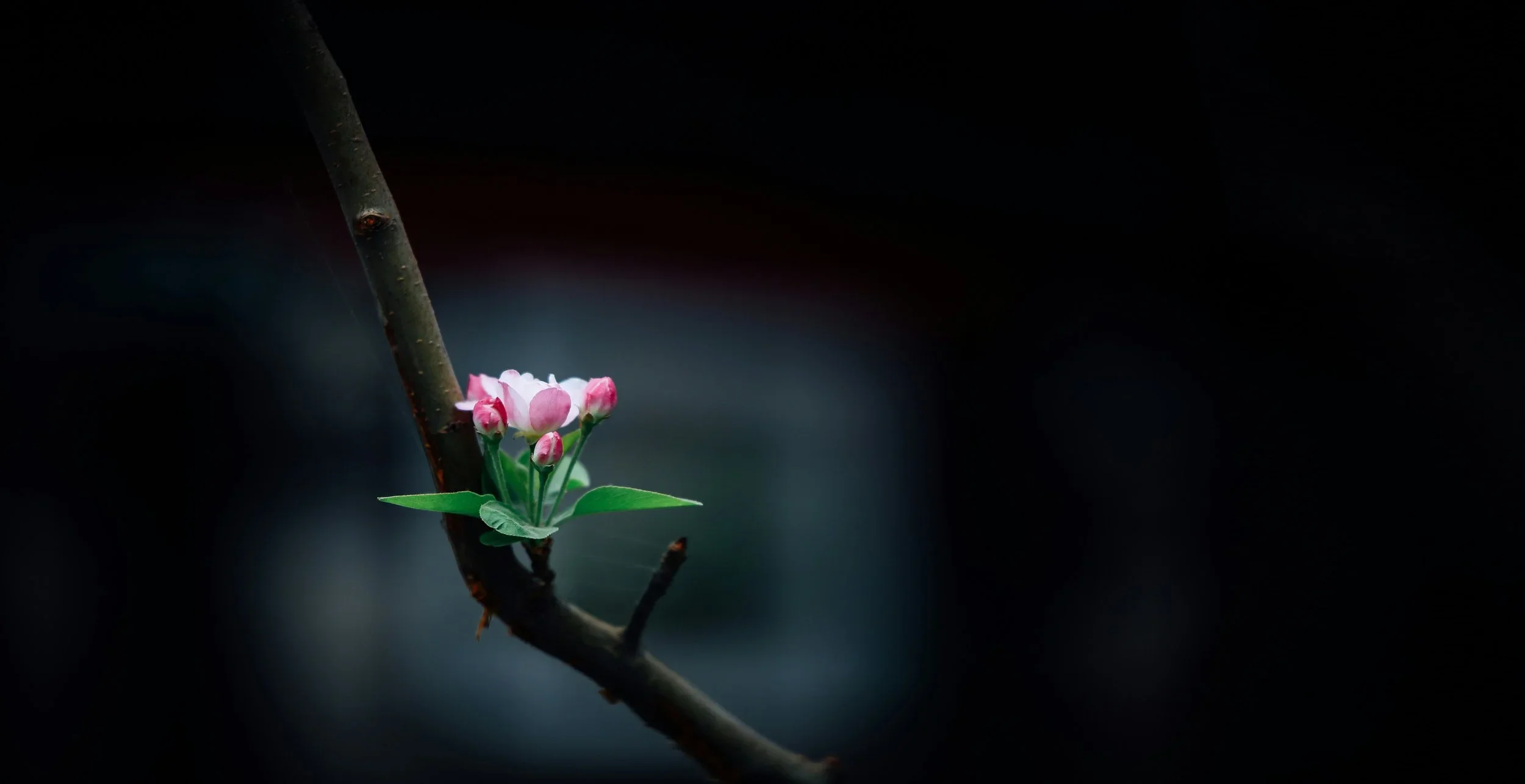 Delicate spring blossom on dark branch representing the sacred feminine season of renewal and new beginnings