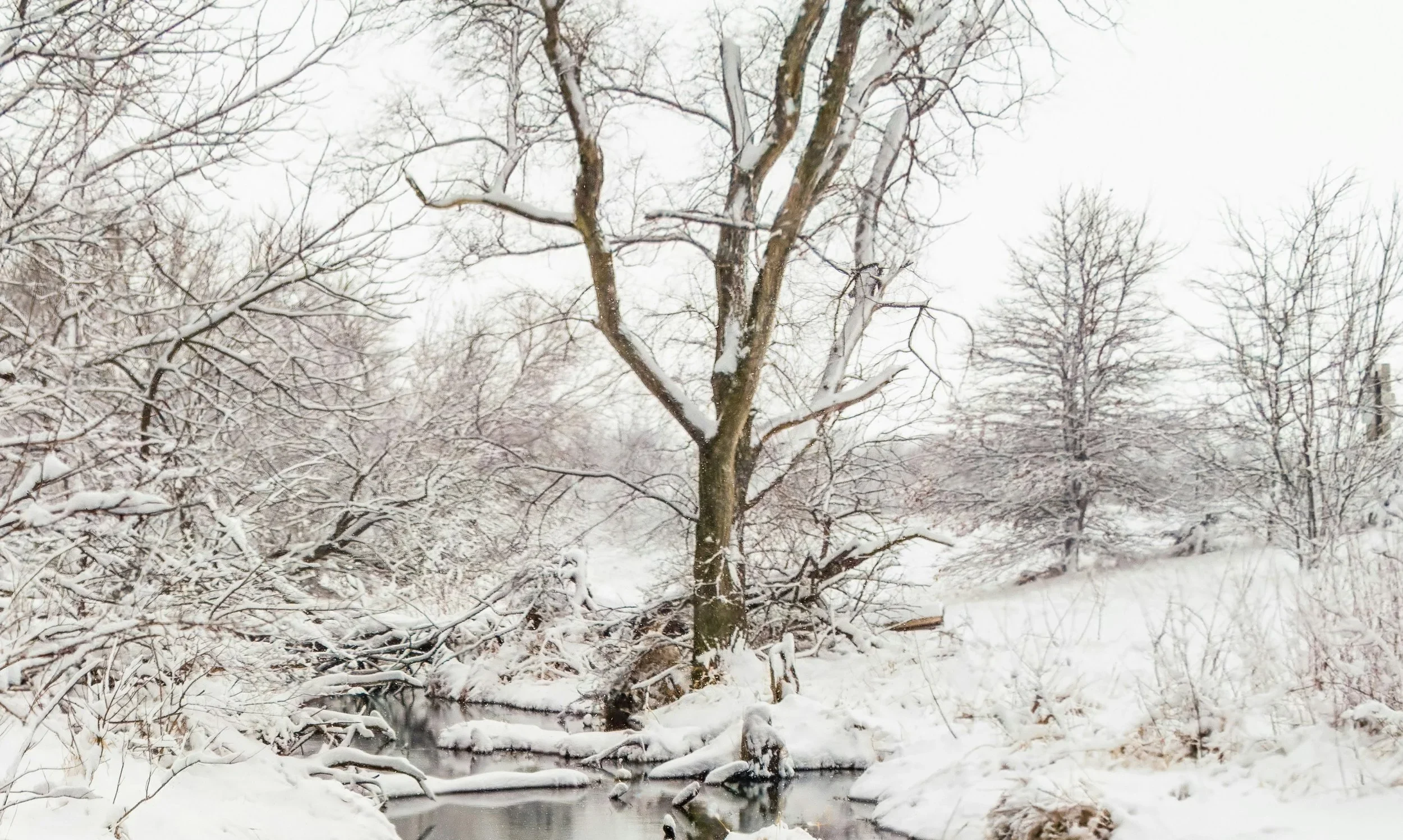 Snow-covered winter landscape with bare tree and stream representing the sacred feminine season of rest and stillness