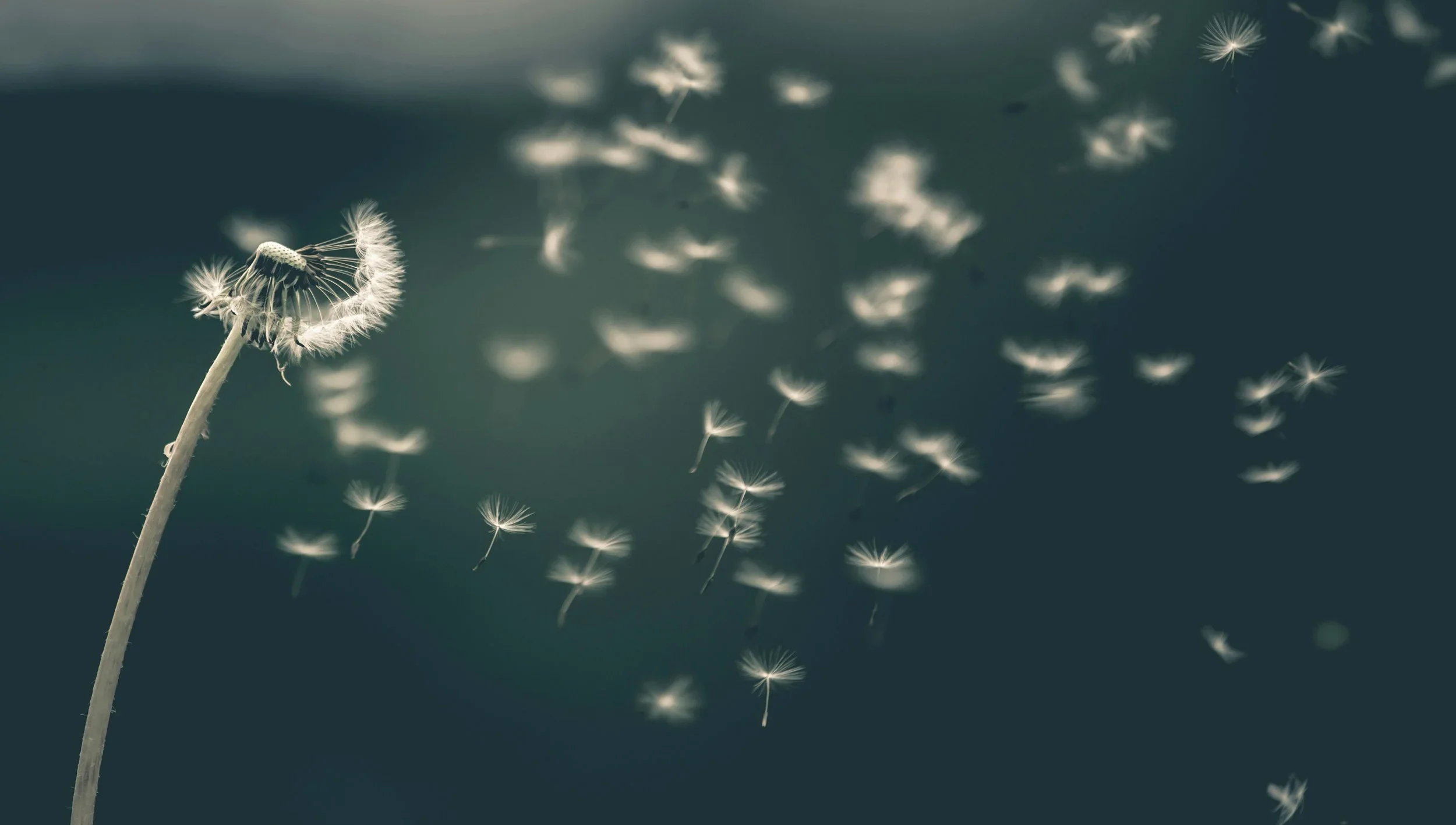 Dandelion seeds dispersing in the wind representing the sacred feminine element of air