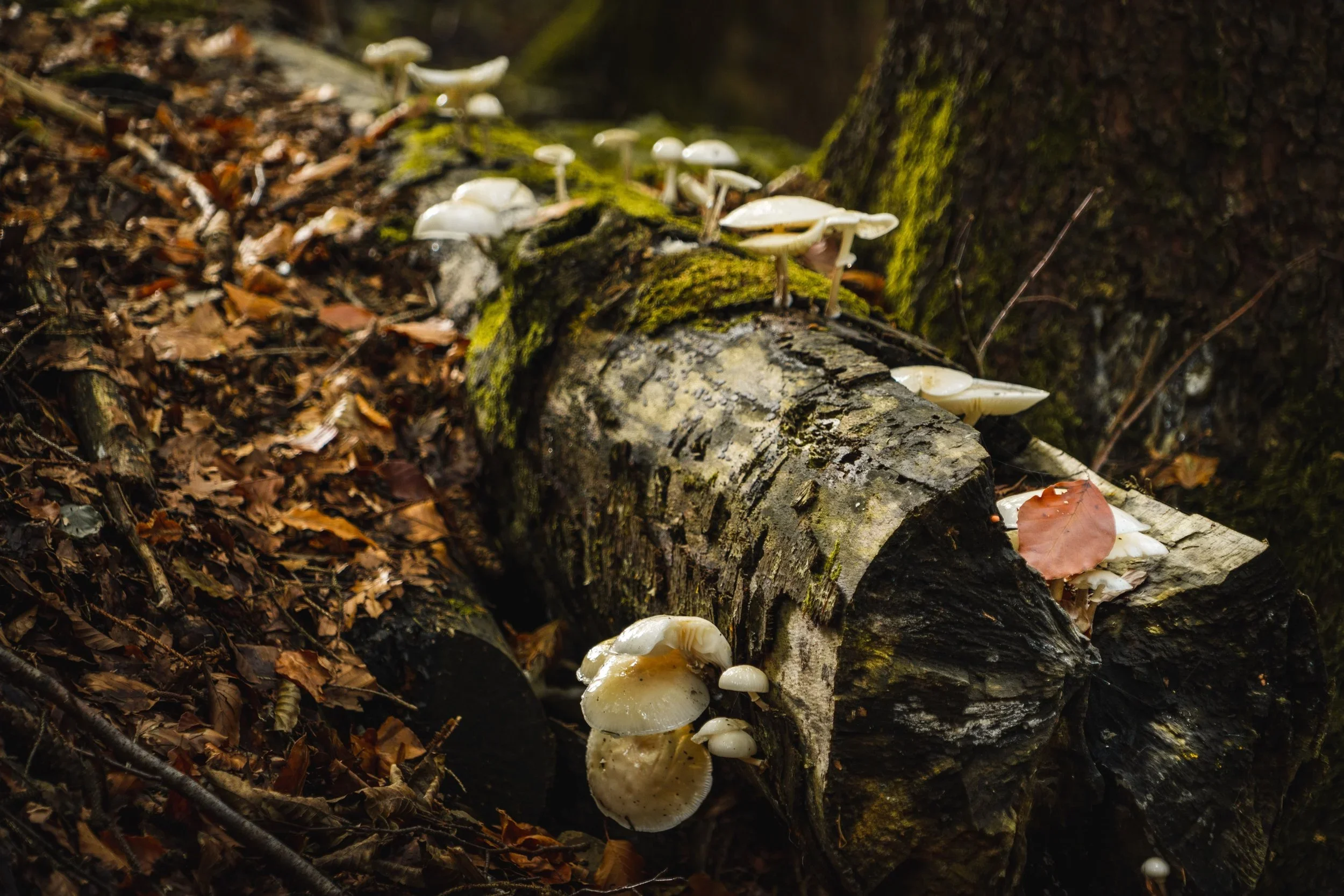 Forest mushrooms on mossy log representing the sacred feminine connection to nature and earth cycles