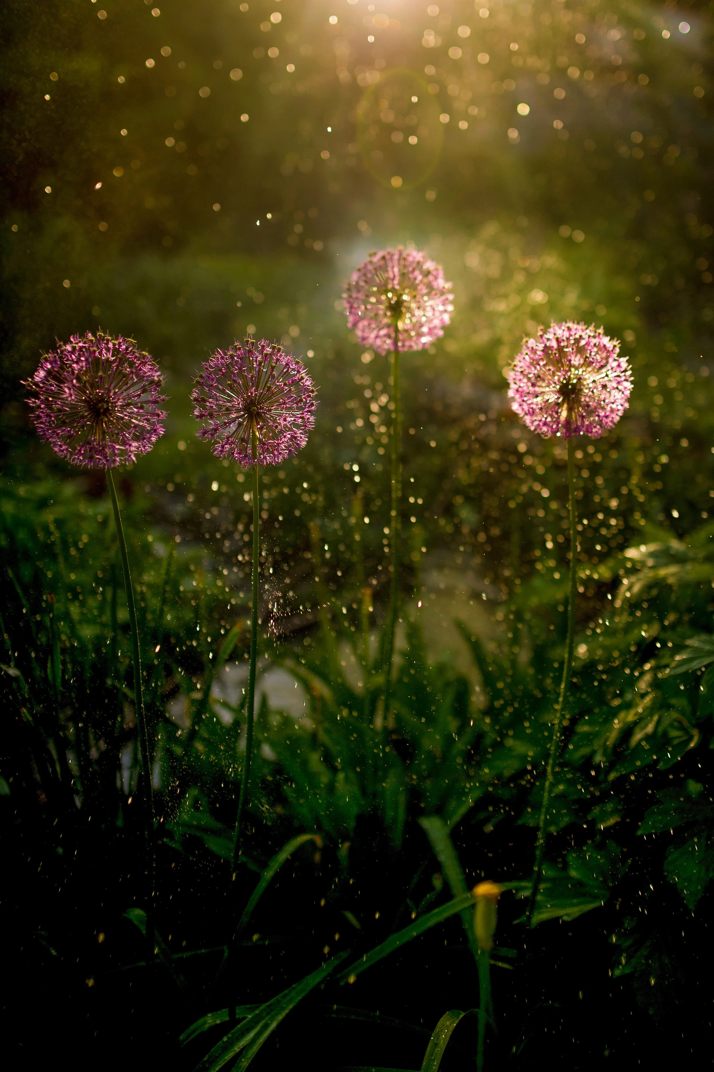 Sunlit pink allium flowers in full bloom representing the sacred feminine season of abundance and vitality