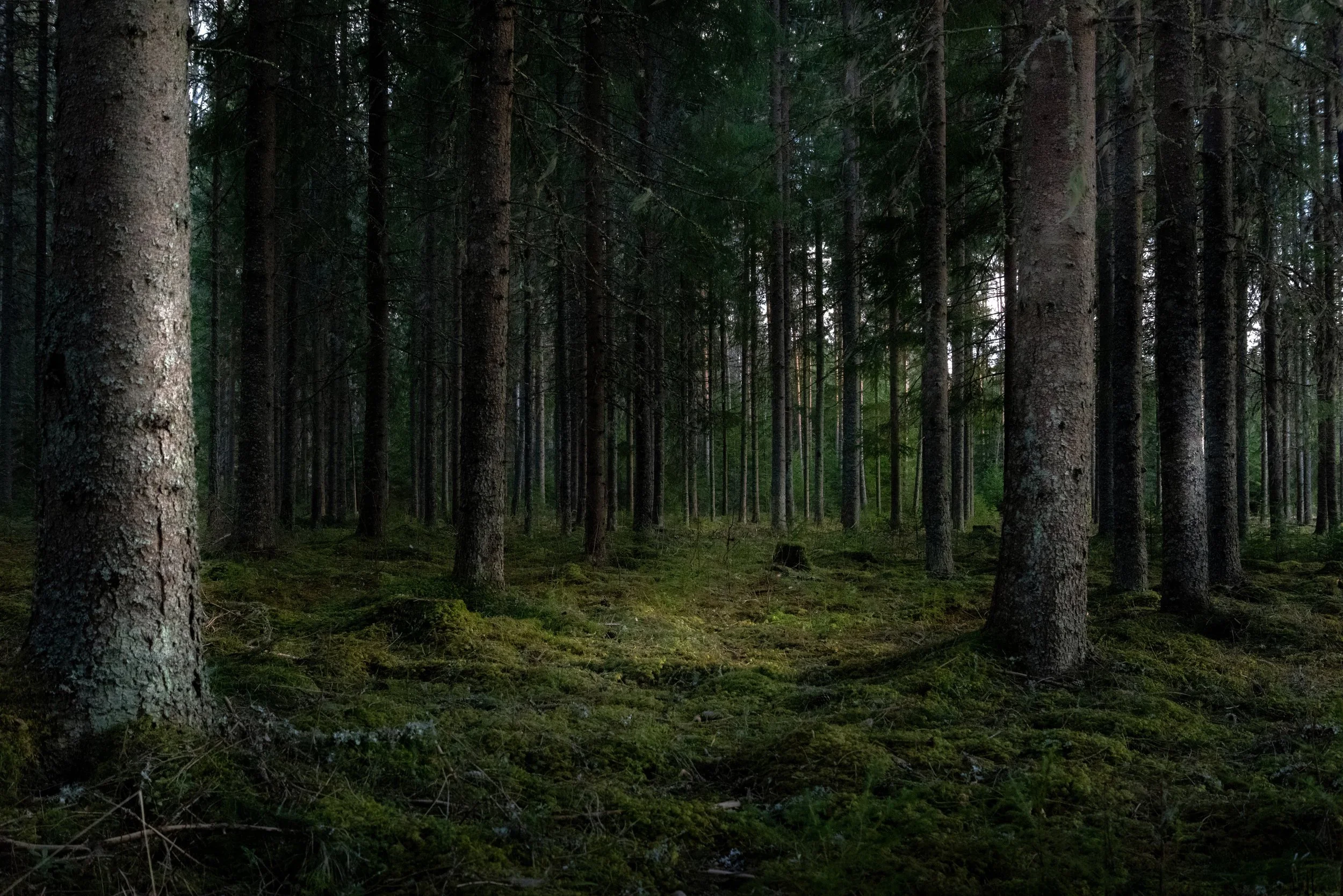 Mossy forest representing the sacred feminine connection to nature and the cycles of the earth