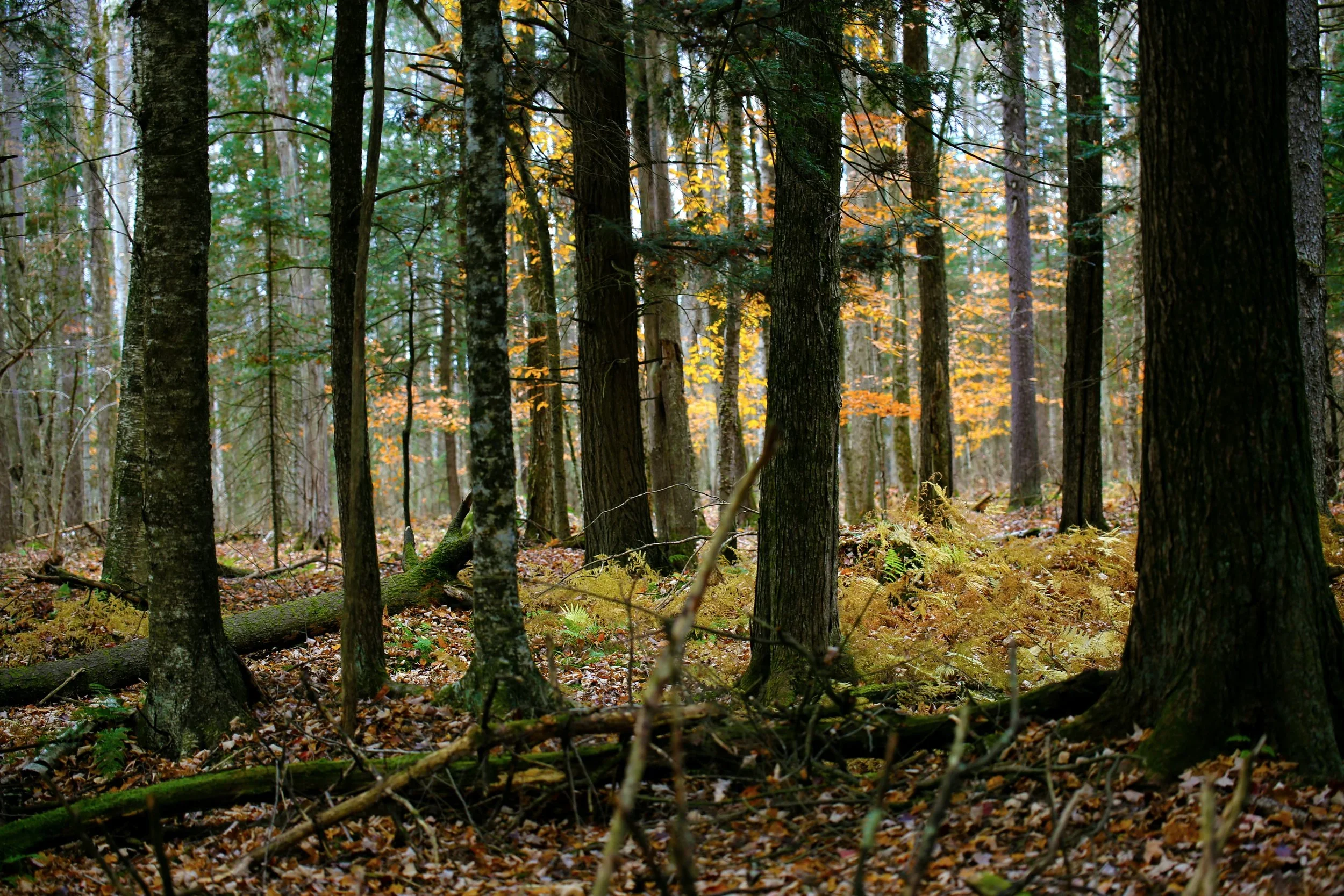 Autumn forest floor of fallen leaves representing the sacred feminine season of release and inner reflection
