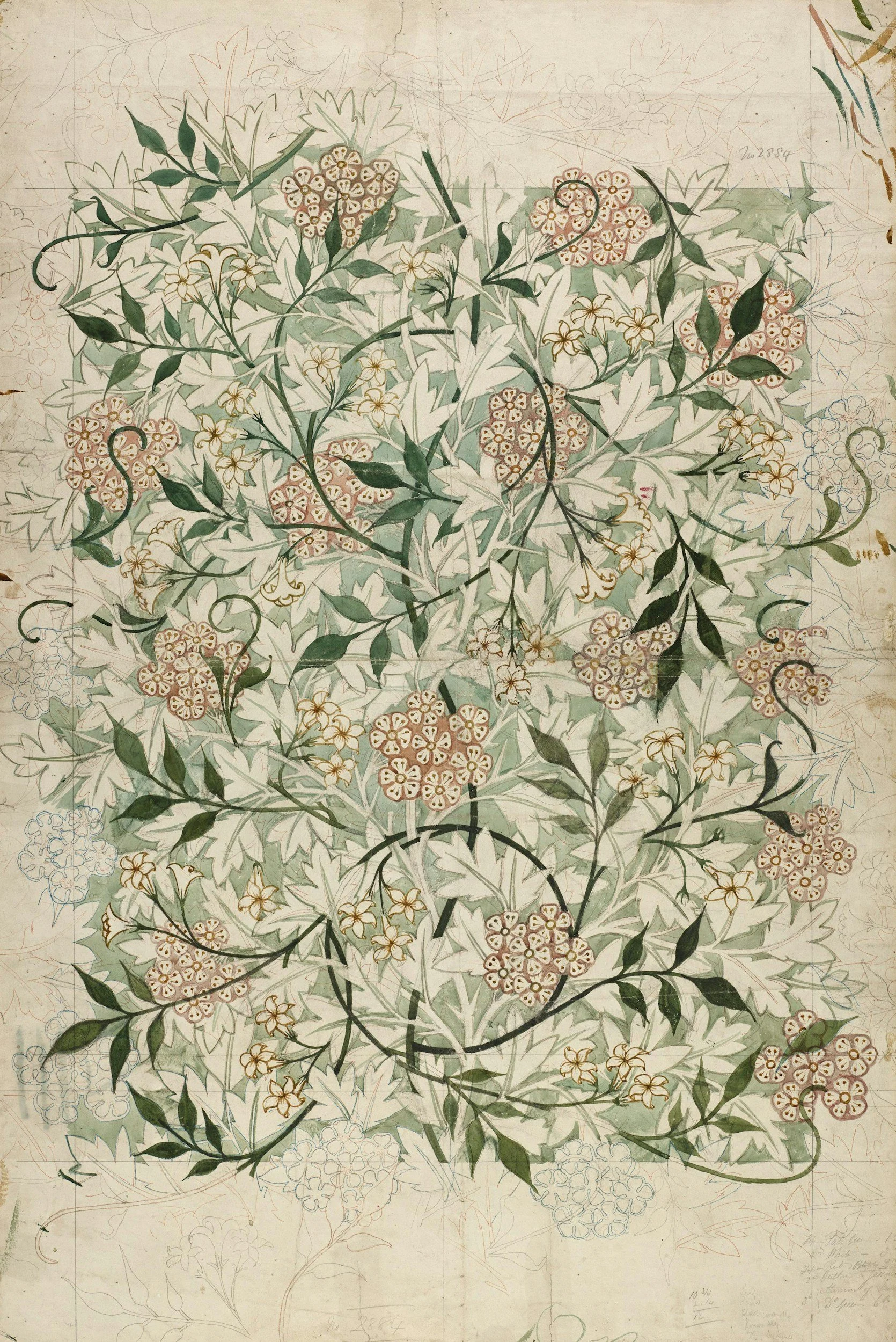 A detailed botanical paper of a flowering plant with green leaves and clusters of small, patterned flowers, some of which are colored in pink, yellow, and white, while other parts remain as pencil sketches.