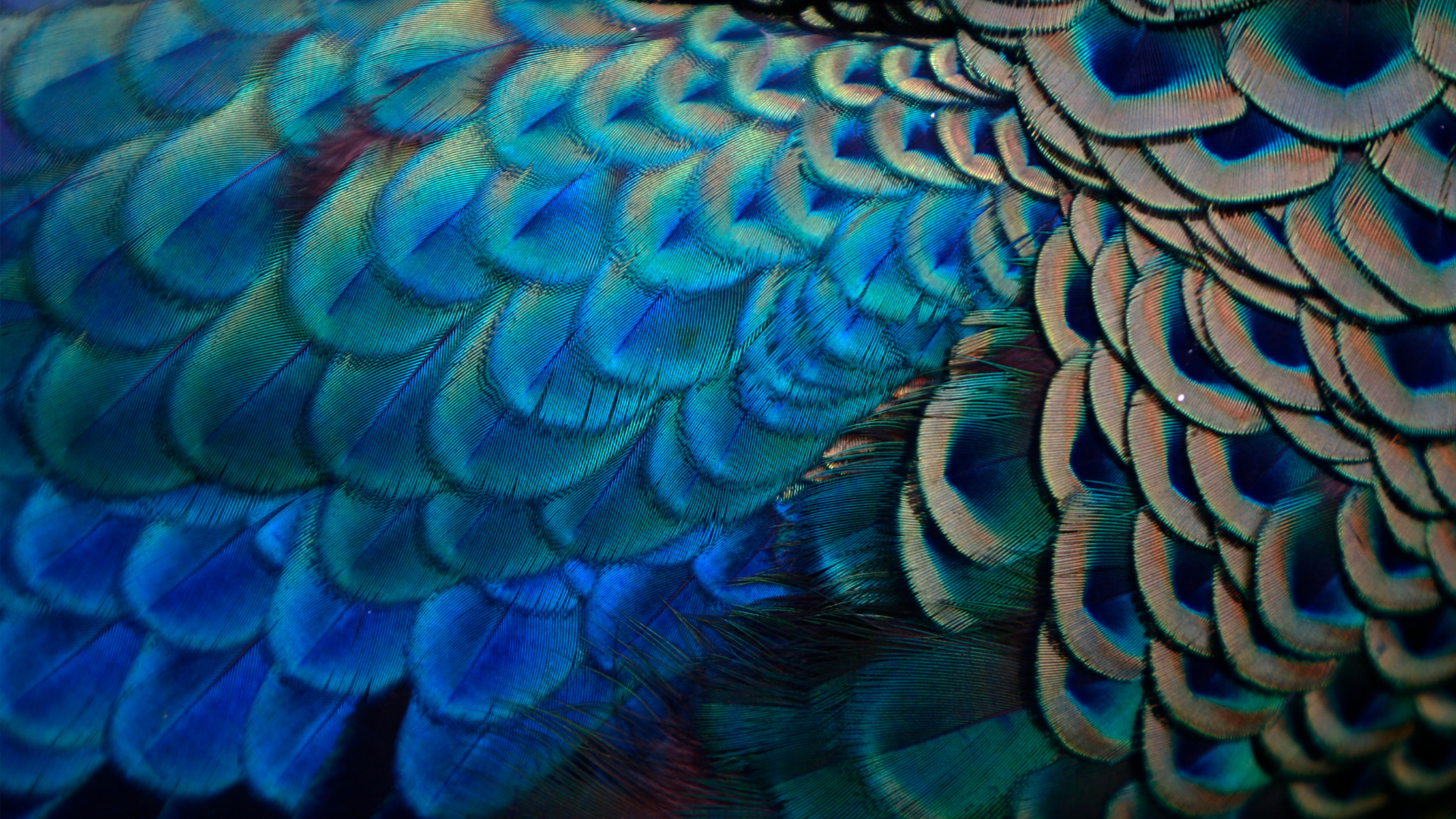 Close-up of iridescent peacock feathers with rich blue and green tones, representing depth, individuality and expressive feminine identity