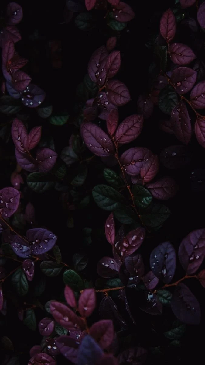 Close-up of dark purple and green foliage with water droplets on a black background - evoking somatic stillness, sensory grounding, and nervous system imagery.