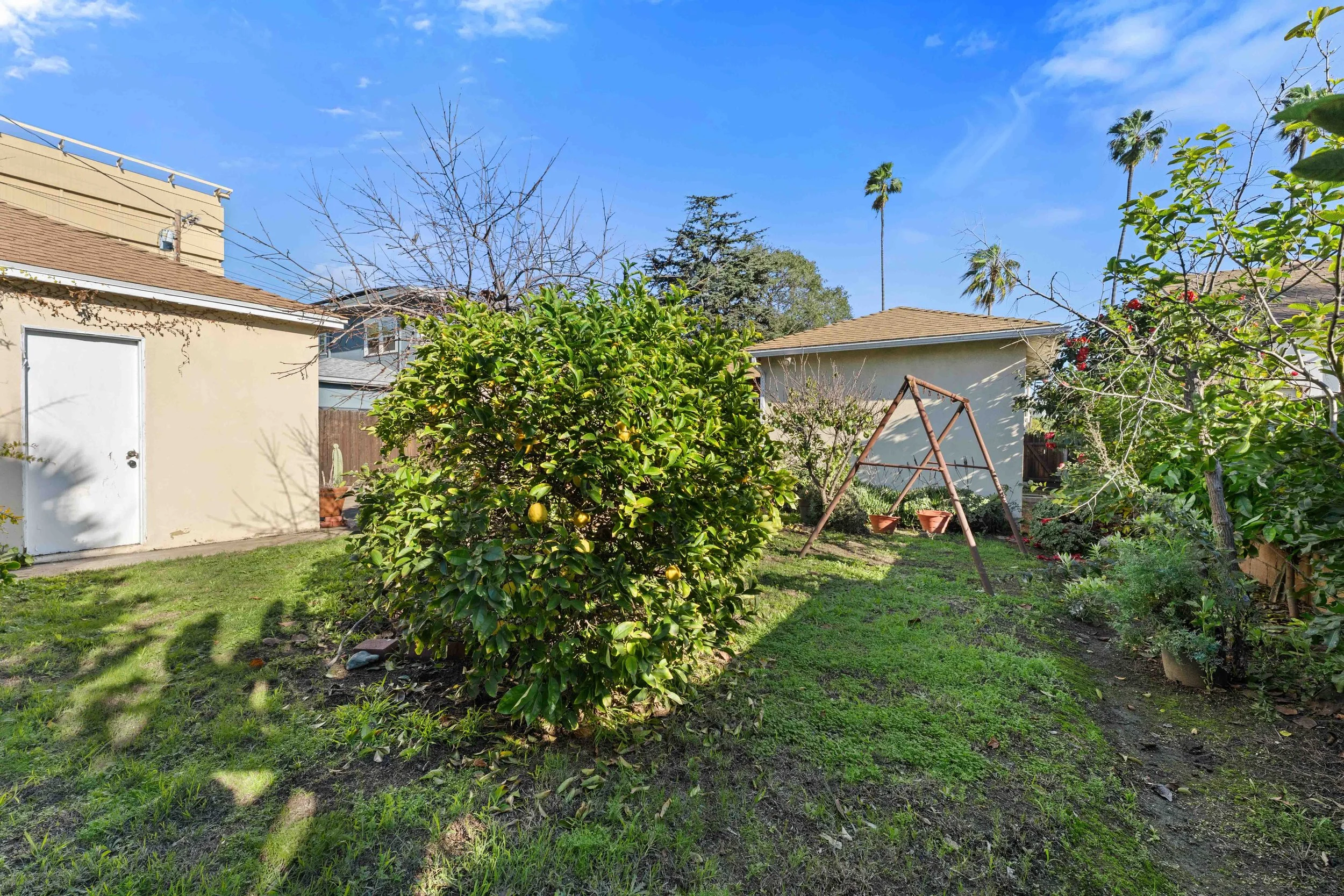 View of Fruit Trees in Spacious Backyard