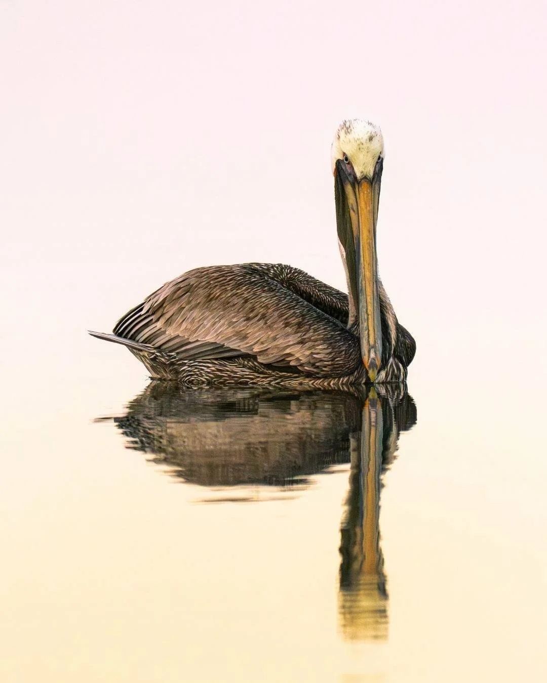 Un recordatorio de con qui&eacute;n compartimos planeta:

MARAYE Costalegre
Residencies &amp; Hotel Boutique

🖥️ Visita https://maraye.mx/
📍La Boquilla, SM Carretera, El Realito, Jalisco, Mexico

#Maraye #MarayeLiving #Costalegre #Jalisco #Terrenos