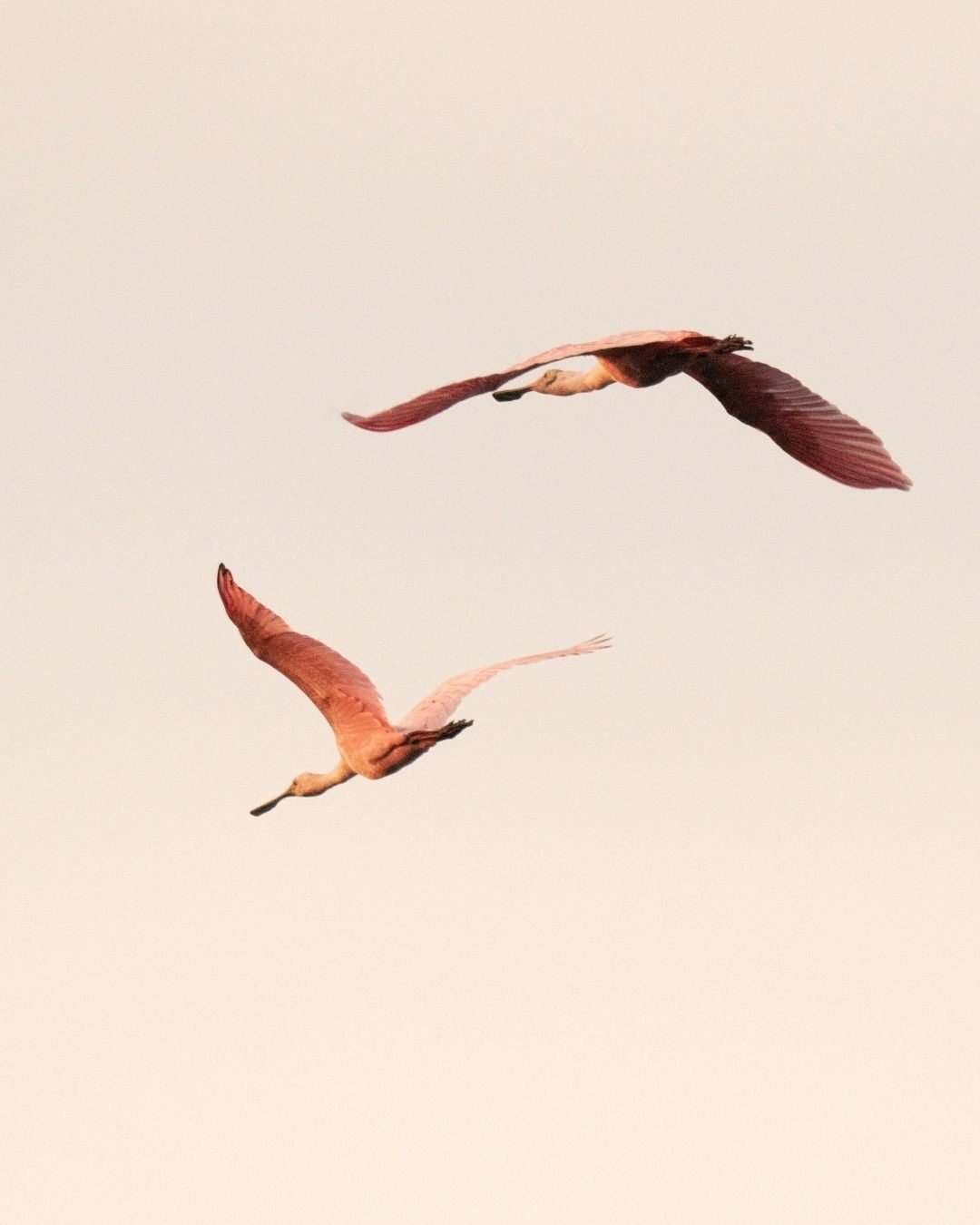 Las esp&aacute;tulas rosadas del Pac&iacute;fico.

En los esteros y manglares de Costalegre, las esp&aacute;tulas rosadas (Platalea ajaja) recorren el agua poco profunda moviendo su caracter&iacute;stico pico en forma de cuchara para encontrar peque&