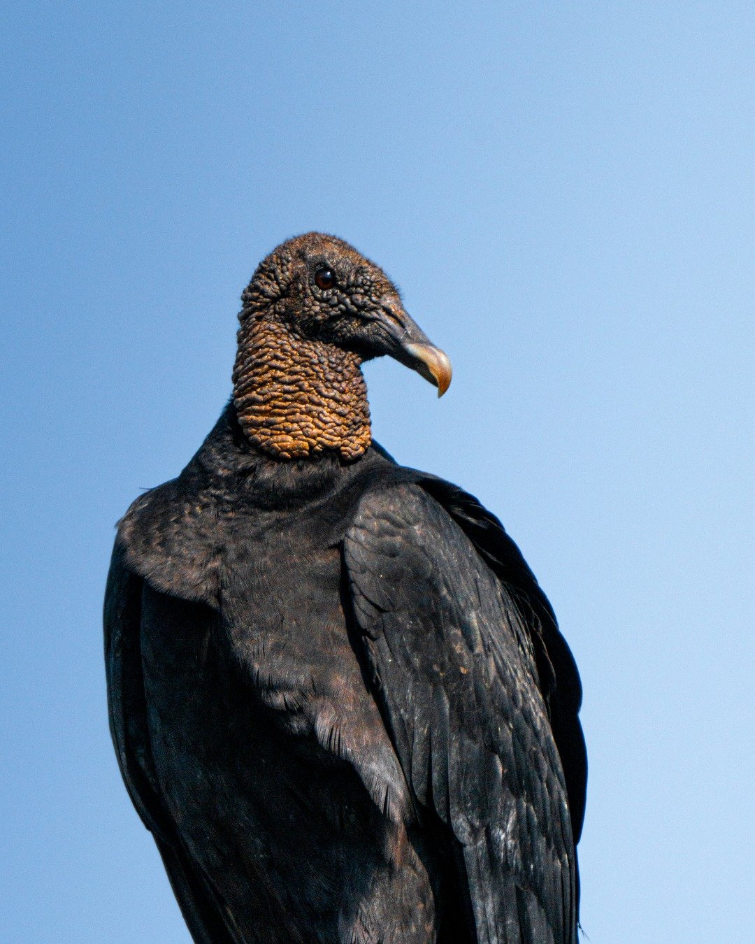 Los guardianes del equilibrio natural.

El zopilote aura (Cathartes aura) es una de las especies m&aacute;s importantes de los ecosistemas tropicales. Como carro&ntilde;ero, ayuda a mantener el equilibrio natural limpiando el entorno y evitando la pr