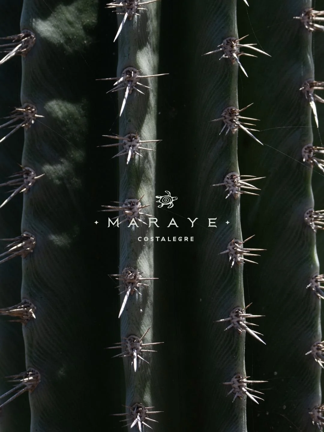 Los cactus columnares de Costalegre forman parte de la selva baja caducifolia, un ecosistema tropical seco caracter&iacute;stico de la costa del Pac&iacute;fico mexicano.

Sus formas verticales almacenan agua, sirven de refugio para distintas especie