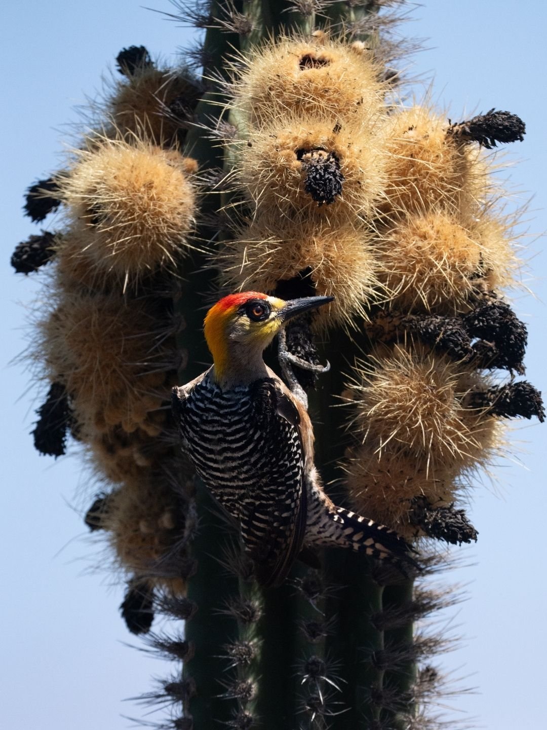 En Maraye, la naturaleza no se observa desde lejos: sucede frente a ti.
Un carpintero enmascarado se alimenta entre cactus, revelando la vida secreta del monte: espinas, frutos, insectos y aves formando parte del mismo equilibrio.
Habitar aqu&iacute;