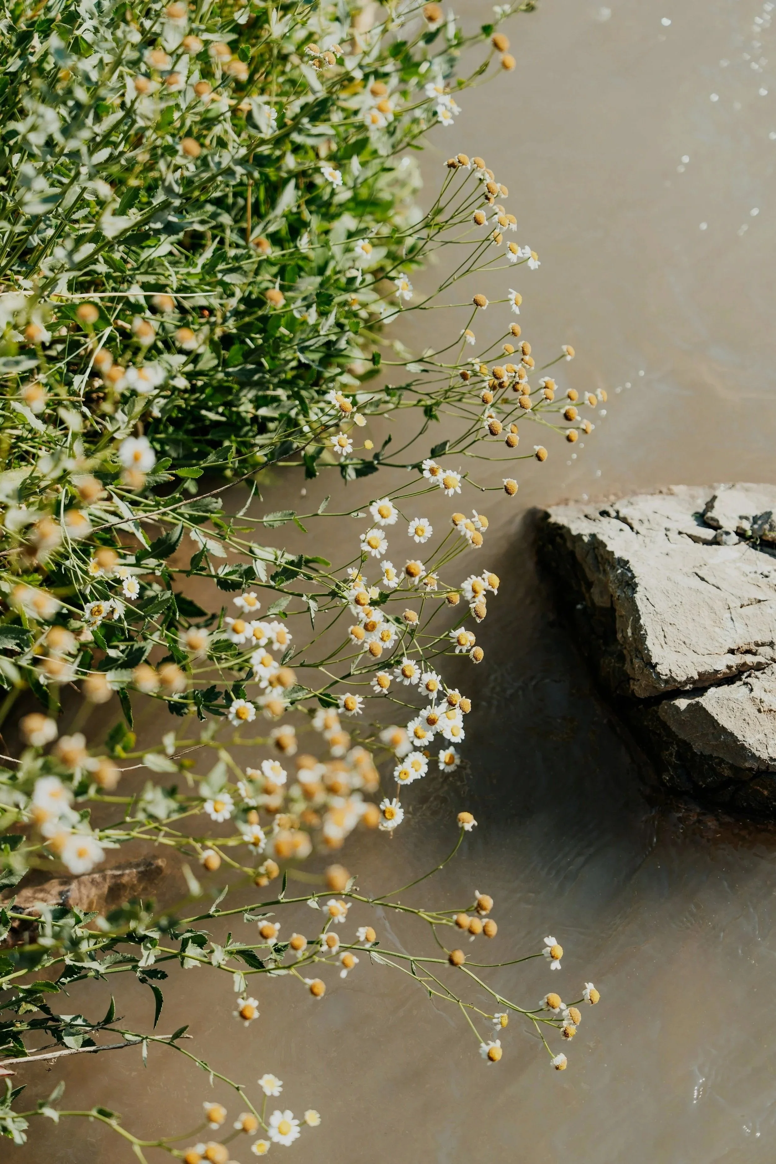 Wildflowers growing near a rocky edge by muddy water, with small white daisies and yellow-brown buds.