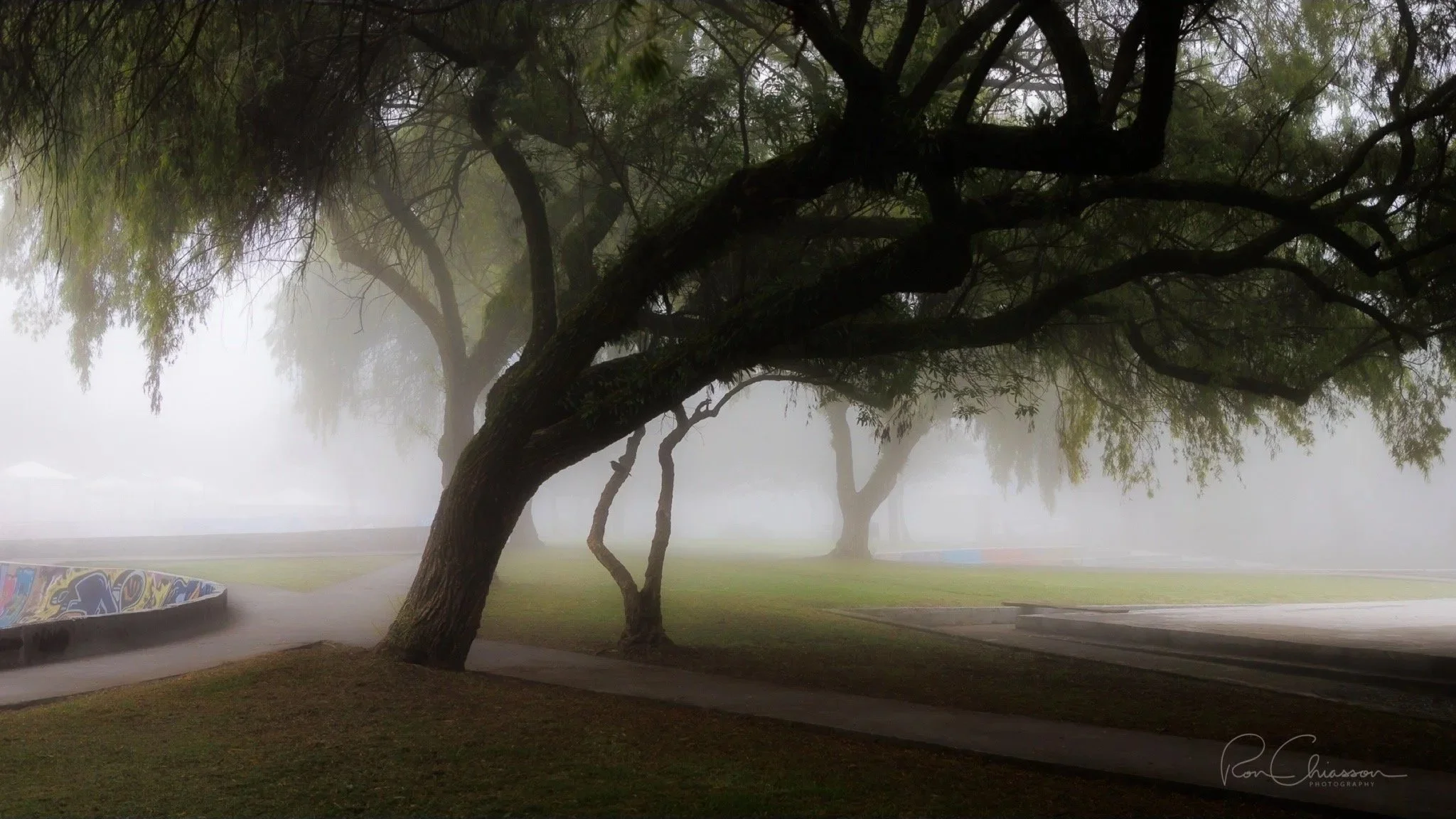 A well established tree stands strong in the fog at La Carolina Park, Quito. ©Ron Chiasson Photography @rsonphoto.