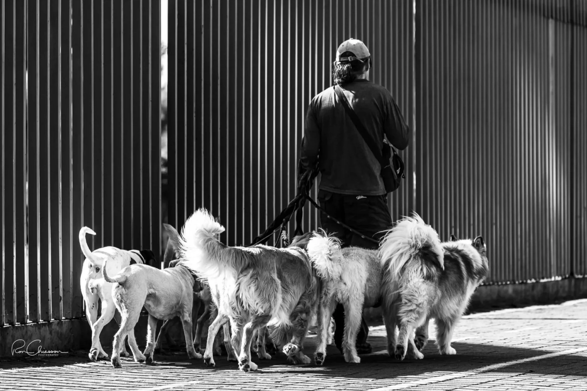 A dog walker in La Carolina Park, Quito. ©Ron Chiasson Photography @rsonphoto.
