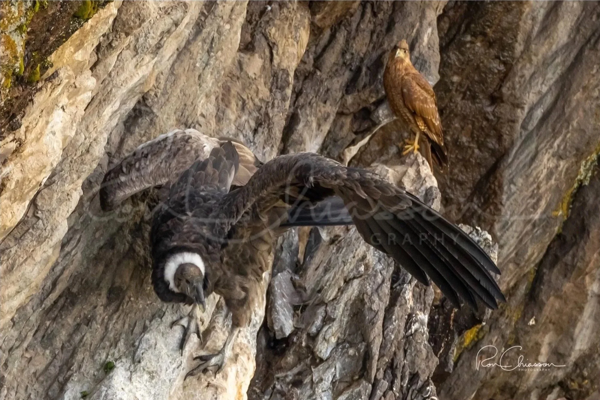 A juvenile Andean Condor clings to a cliffside with a juvenile curiquingue in the background. ©Ron Chiasson Photography @rsonphoto.