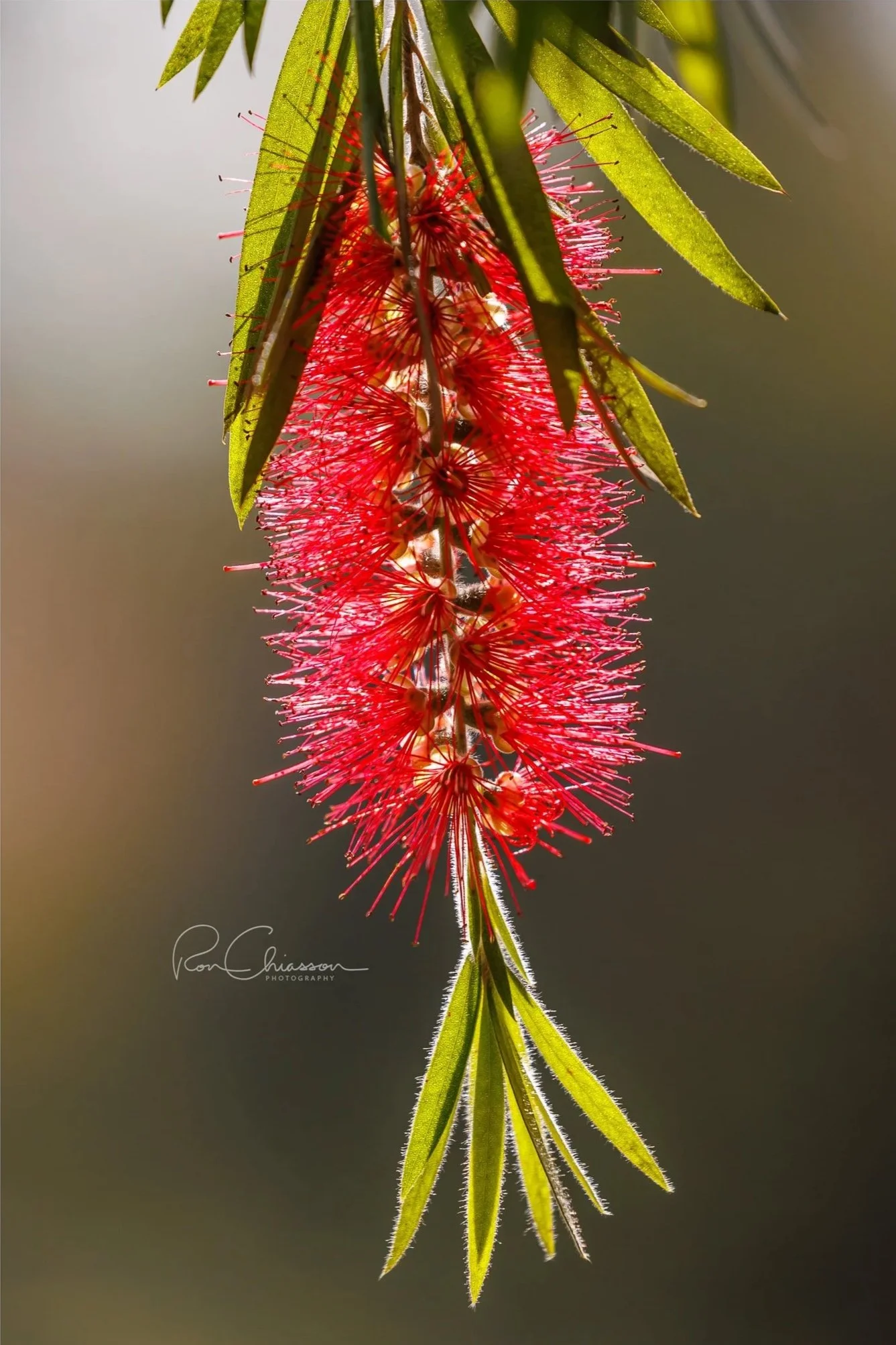A cepilla flower in bloom. ©Ron Chiasson Photography @rsonphoto.