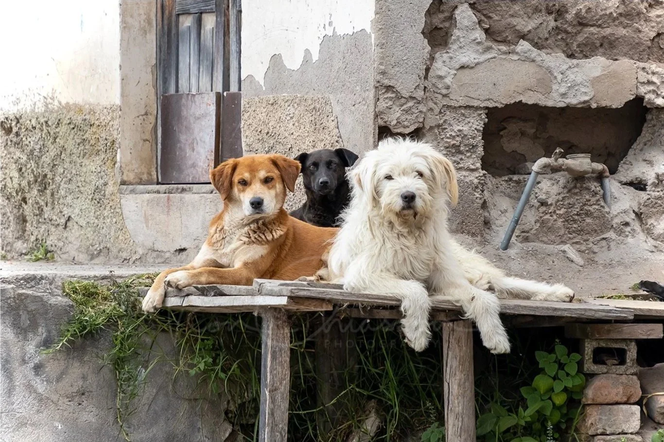 Los Jefes. Three dogs guard the corner on a street in Peguche, Ecuador. ©Ron Chiasson Photography @rsonphoto.