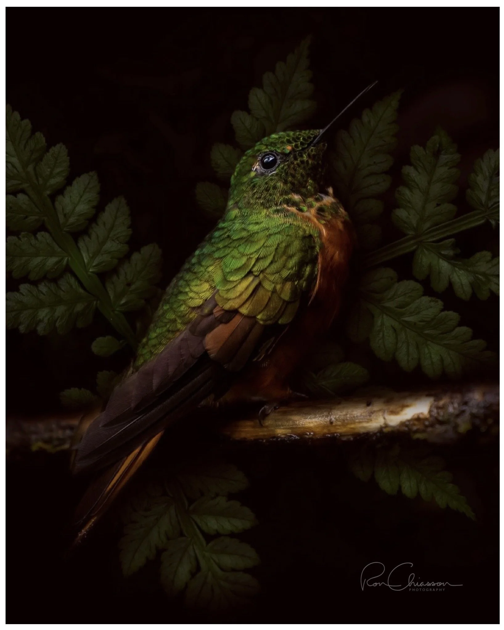 ©Ron Chiasson Photography @rsonphoto.