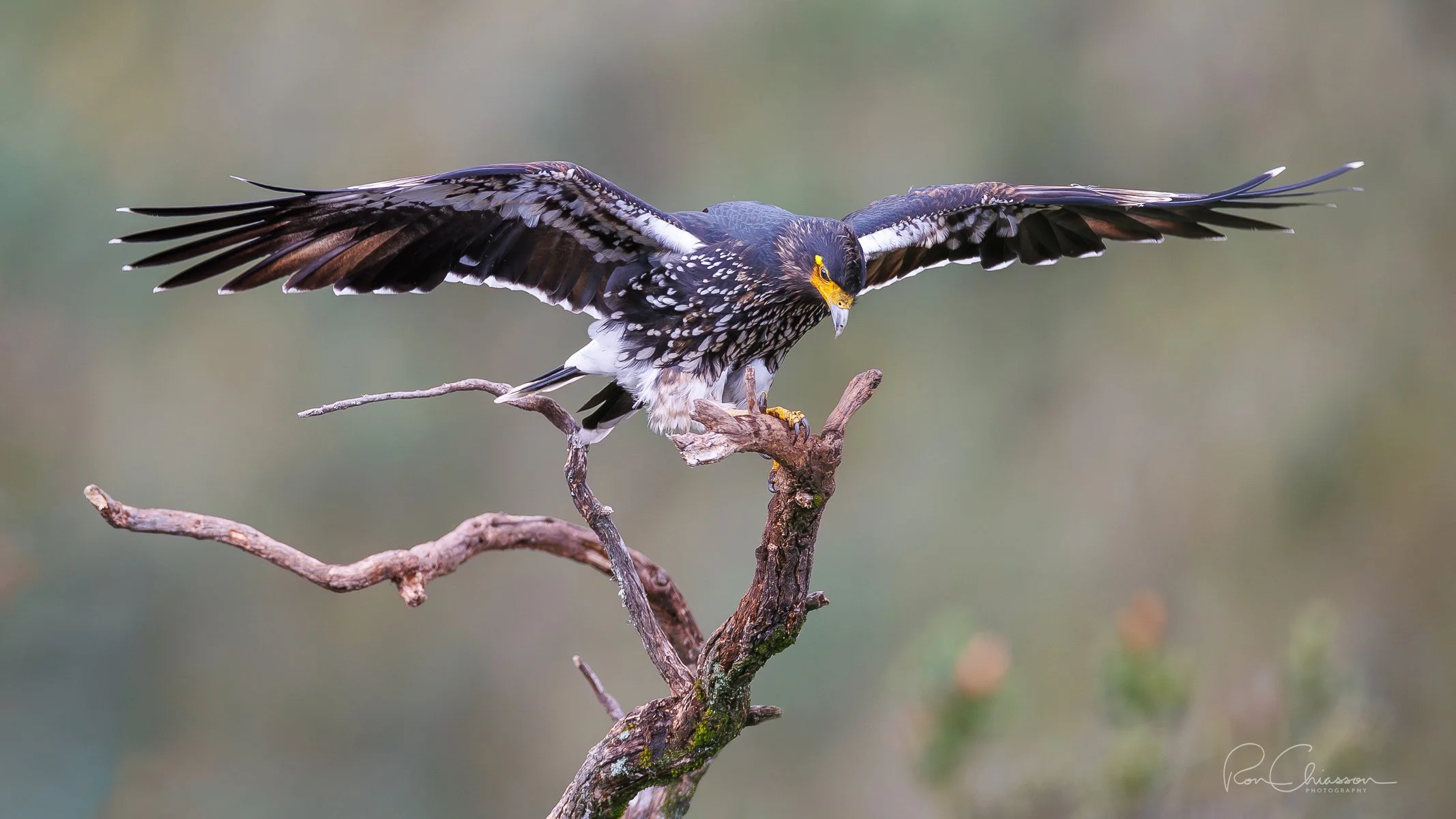 A curiquingue as it perches on a branch. Antisana Ecological Reserve. ©Ron Chiasson Photography @rsonphoto.