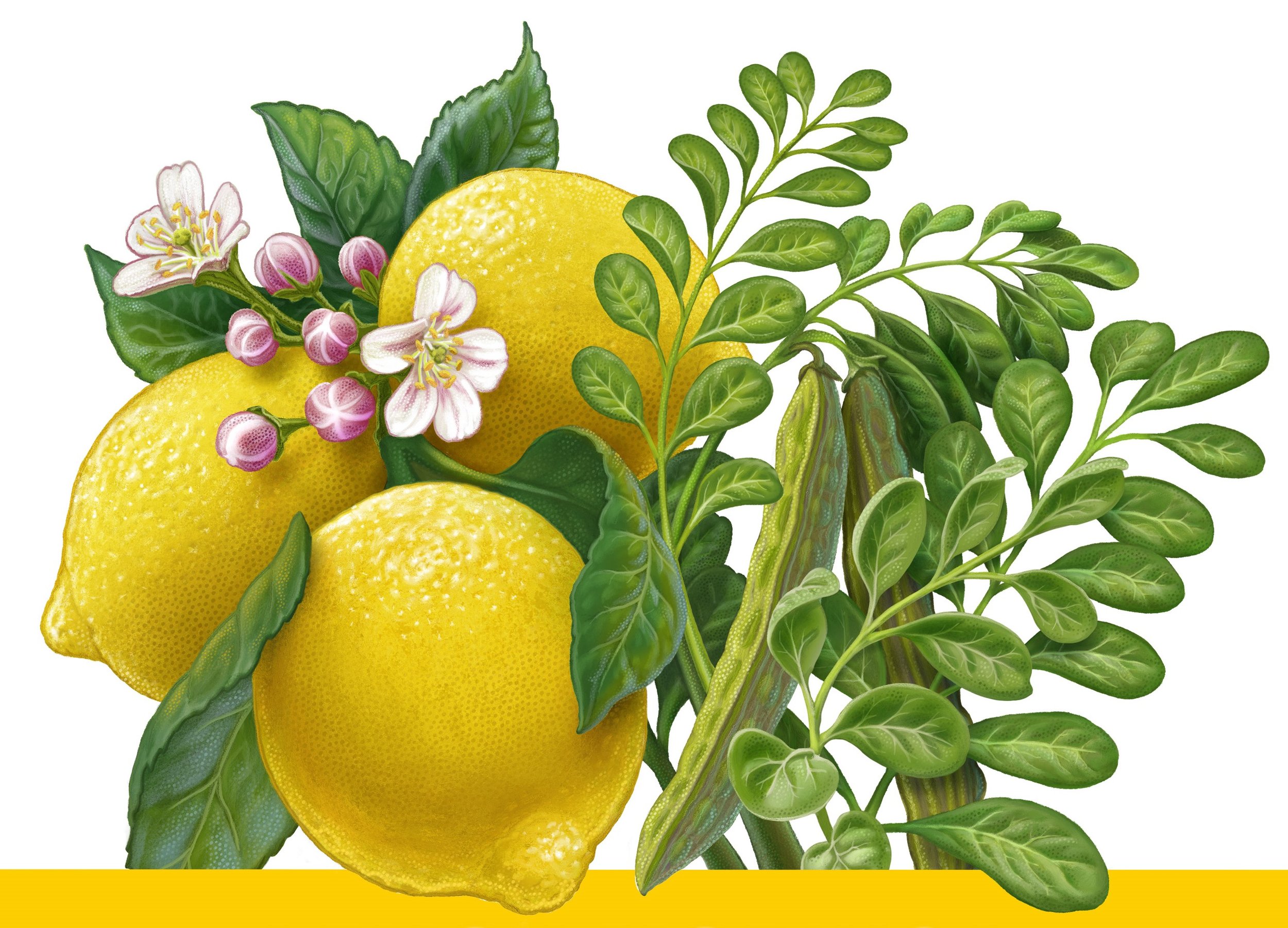 Lemons & Moringa .jpg