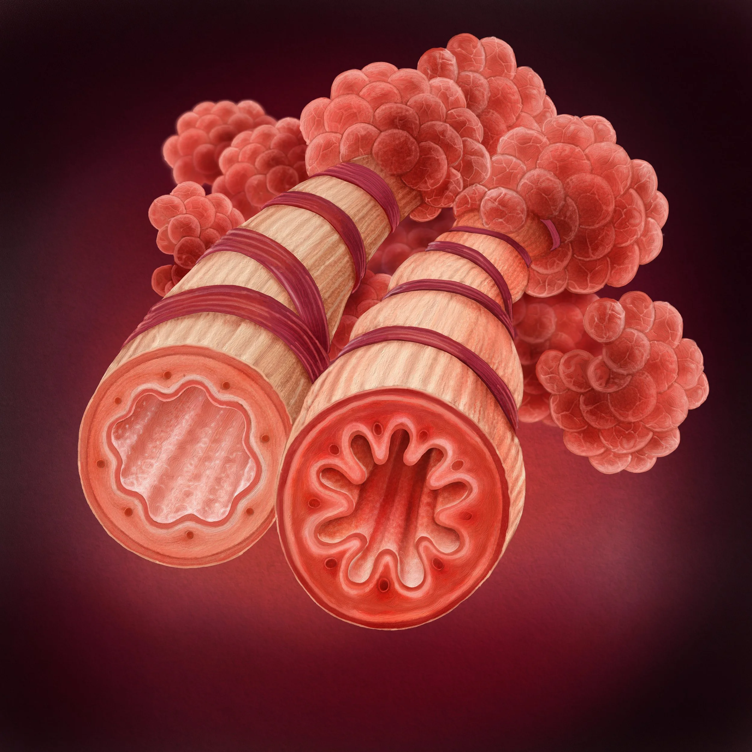 Bronchial Tubes B-5.jpg
